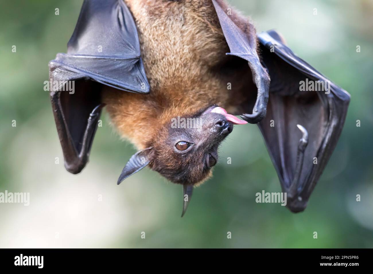 Indischer Flying Fox (Pteropus giganteus), gefangen Stockfoto