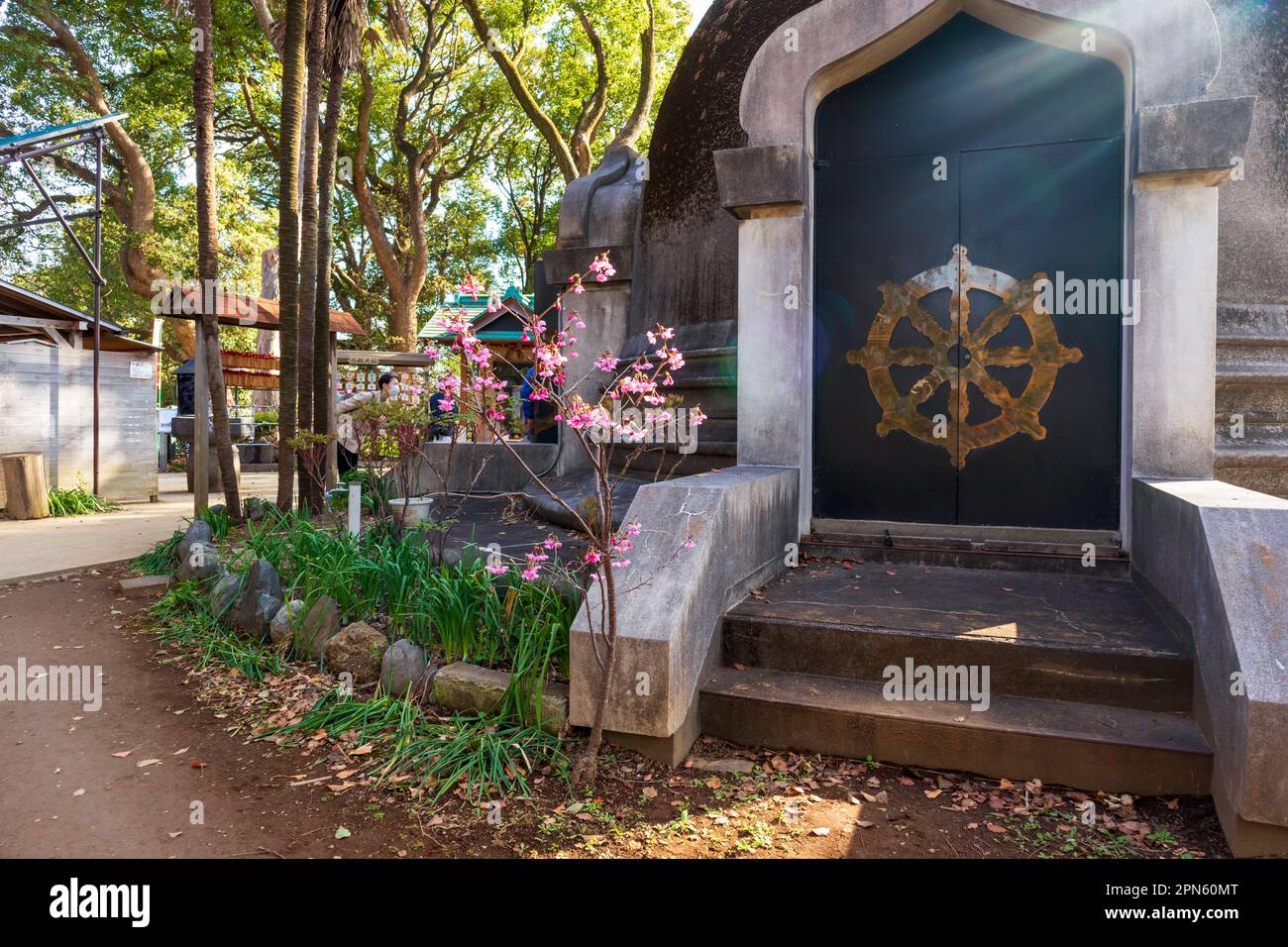 Tokio, Japan - 20. März 2023: Wunderschöne, winzige blühende Sakura im Ueno Park in Tokio, Japan, beleuchtet von der Nachmittagssonne Stockfoto