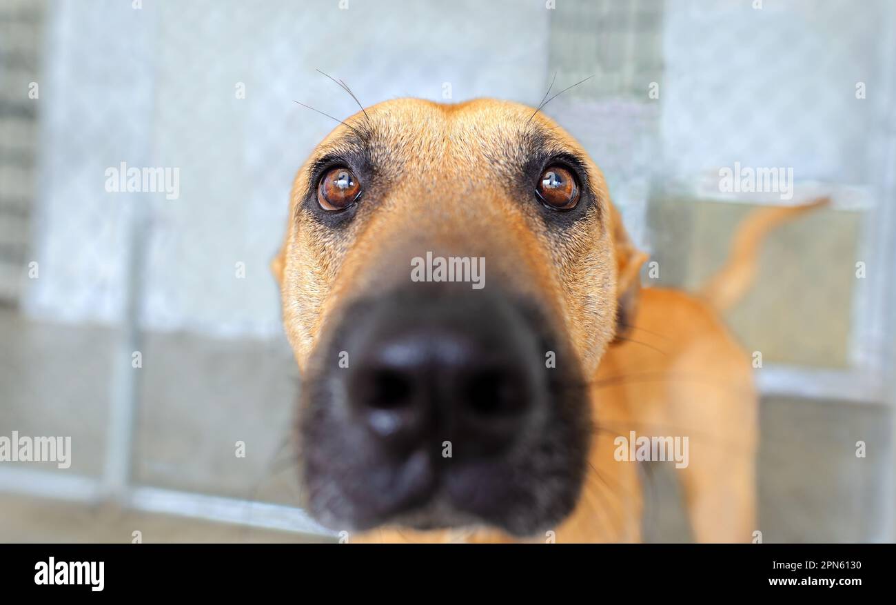 Eine Nahaufnahme Eines lustigen Hundes mit Augen, die direkt in die Kamera schauen Stockfoto