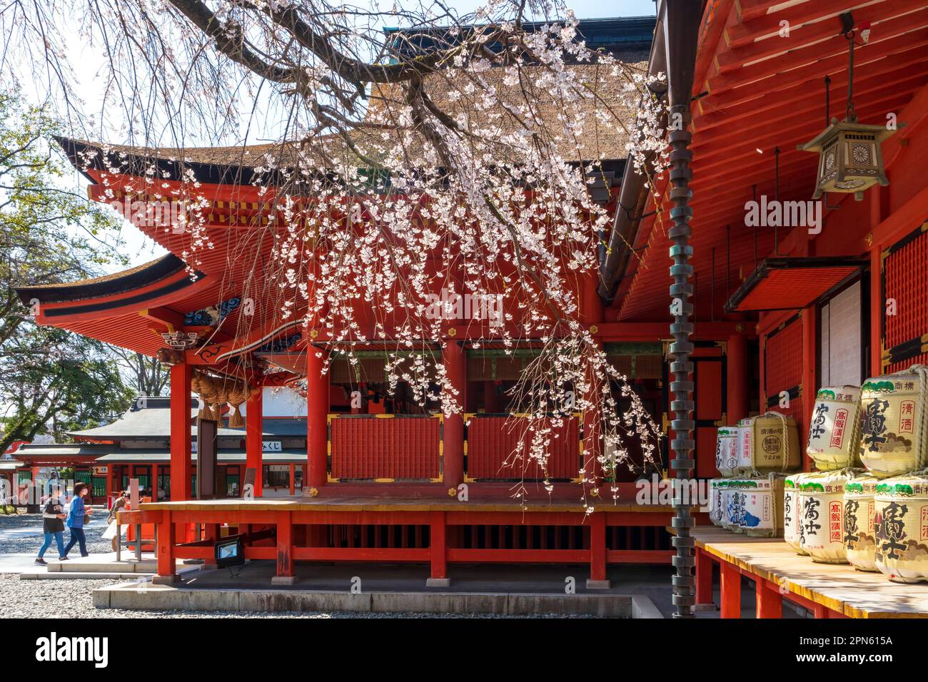 Fujinomiya-Stadt, Japan - 22. März 2023: Menschen, die die Sakura-Blüten im Fujisan Hongu Sengen Taisha-Schrein genießen. Stockfoto