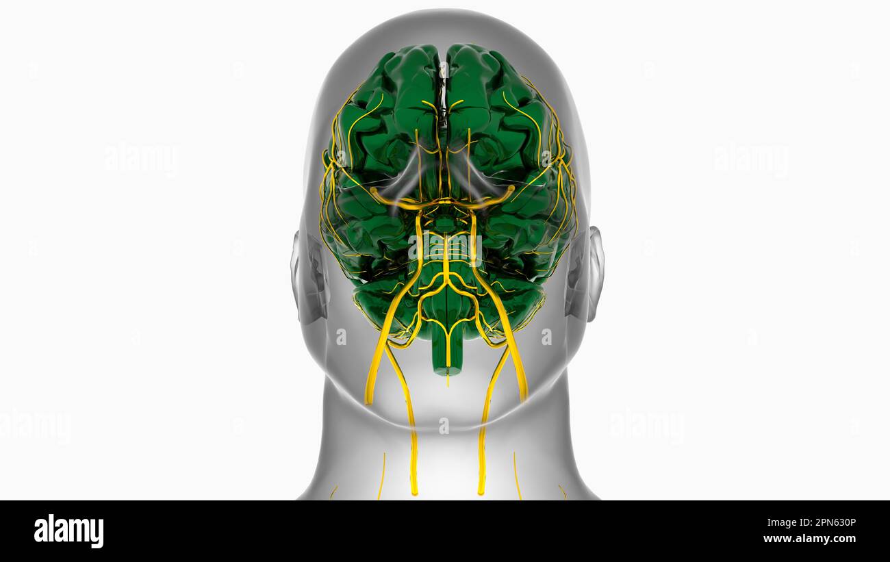 Menschliche Hirnanatomie für die medizinische Konzeptdarstellung 3D Stockfoto