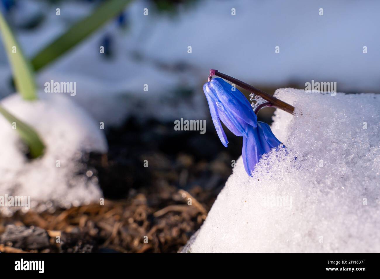 Blaue Blumen scilla im Schnee aus der Nähe Stockfoto