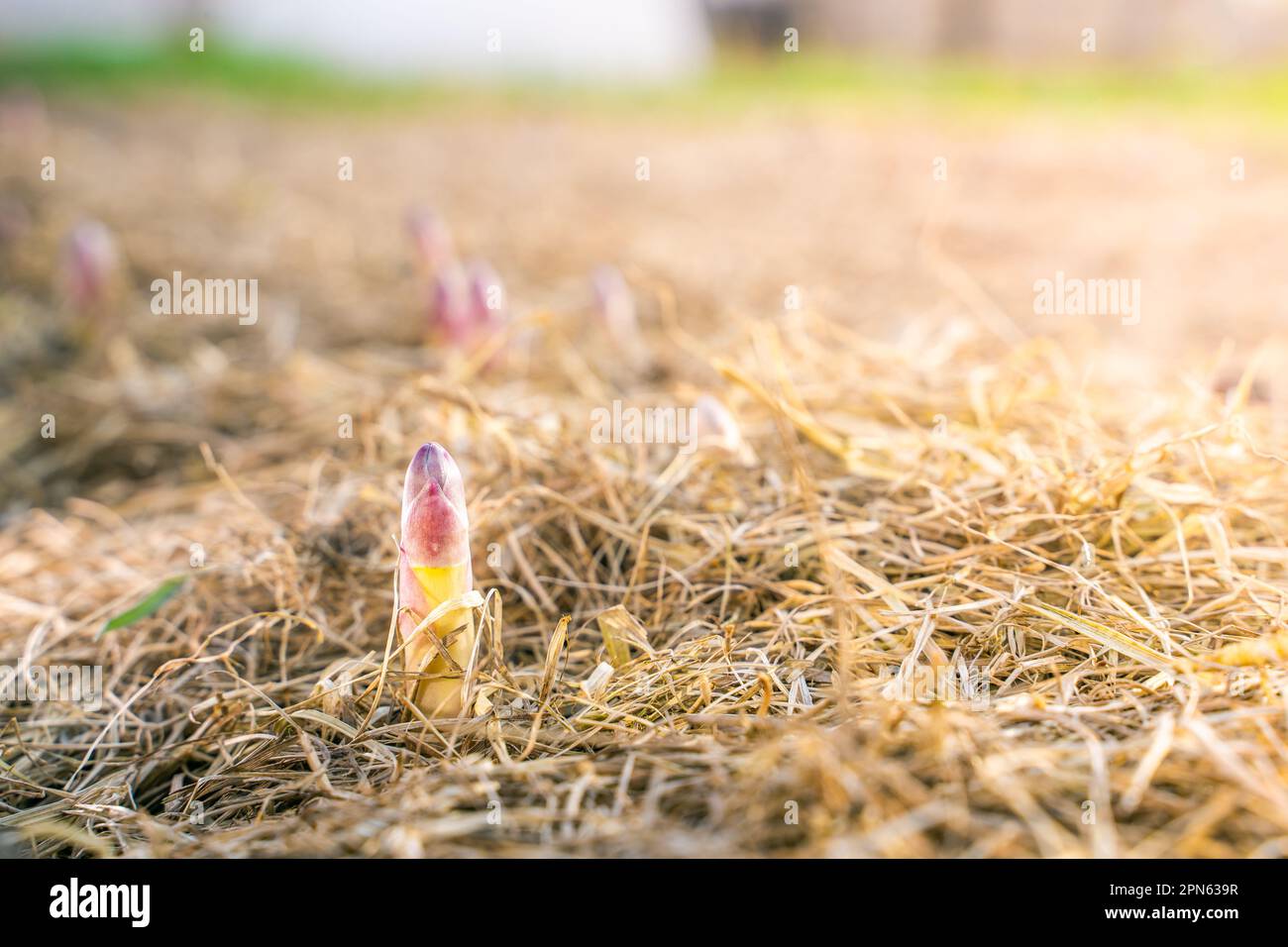 Ein junger Spargelschuss wuchs im Frühling im Gemüsegarten aus der Nähe. Medizinischer Spargel wuchs nach der ersten Erwärmung, Mulchen des Stockfoto
