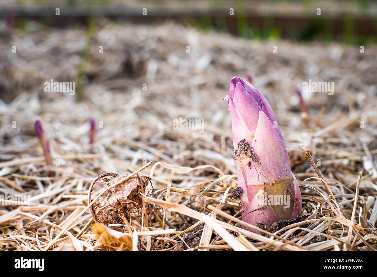 Lila Aufnahme von Spargel, der im Gemüsegarten wuchs, Nahaufnahme. Der