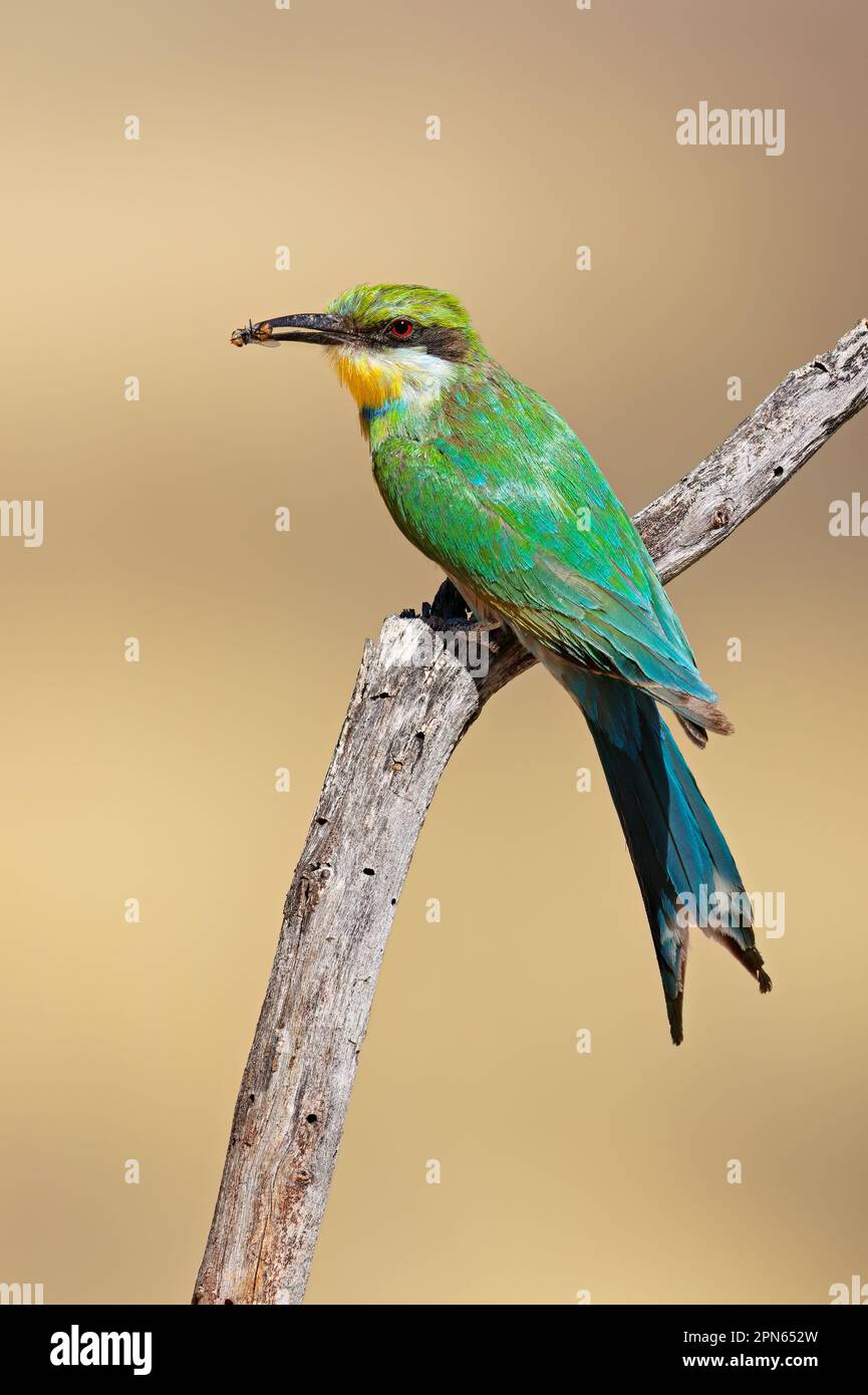 Ein Schwalbenschwanz-Bienenfresser (Merops hirundineus) mit Insektenbeute, Südafrika Stockfoto