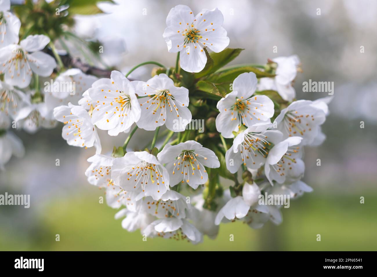 Weiße Kirschblüte, frische Frühlingsblumen. Obstbaumzweig. Blühende Sakura. Grüne Blätter, Naturhintergrund, wunderschöne Tapete. Selektiver Fokus. Stockfoto