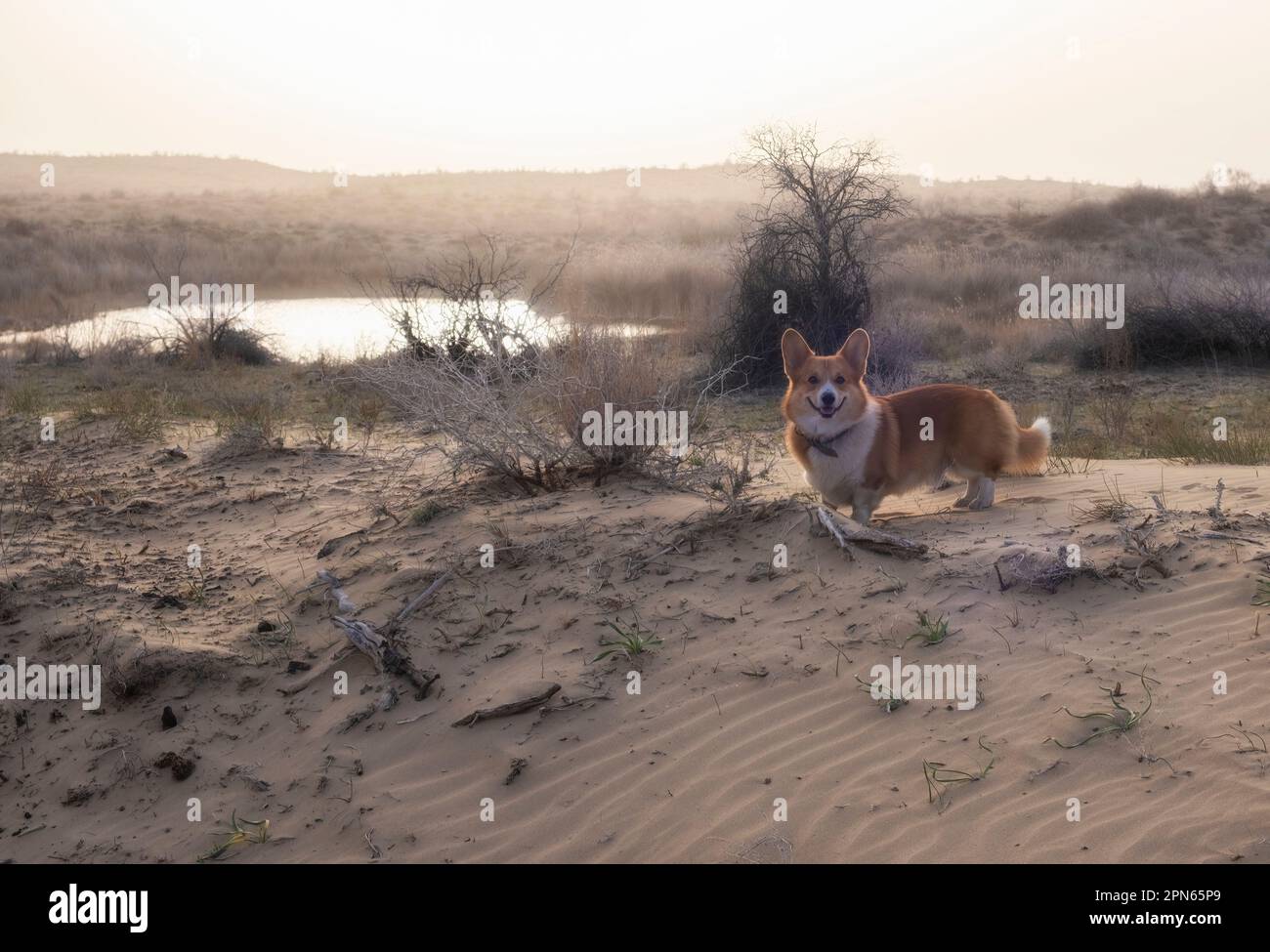 Der niedliche Welsh Corgi Pembroke Hund lächelt, während er bei Sonnenuntergang auf dem Sand in der Wüste steht Stockfoto