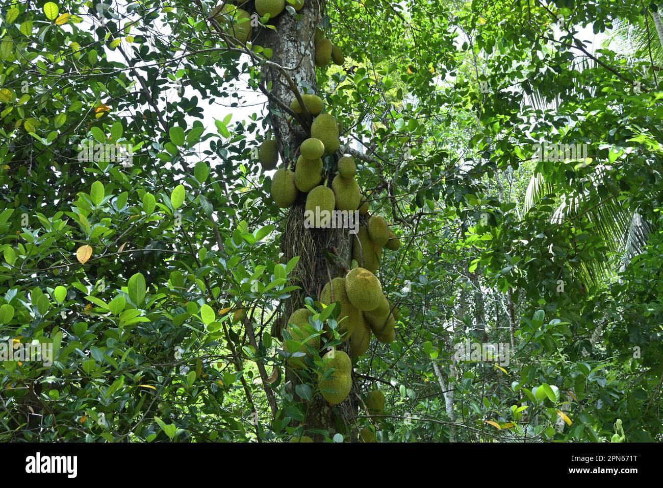 Ein Jakobsstamm (Artocarpus Heterophyllus) voll mit wachsenden Jakobsfrüchten und Zweigen und Blättern im Garten Stockfoto