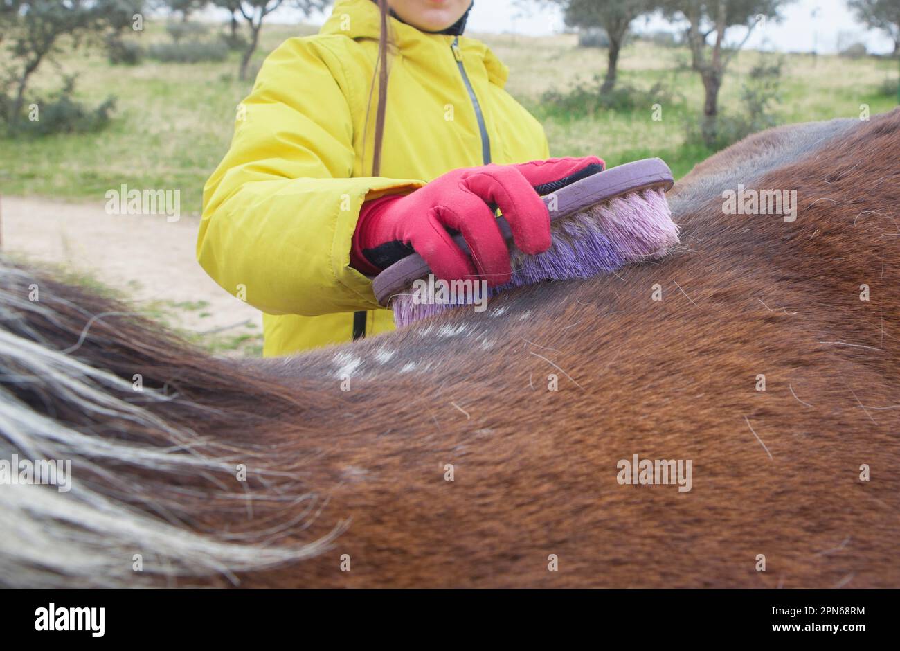 Ein Mädchen, das die Lende eines Pferdes putzt. Das Reitschulkonzept Stockfoto