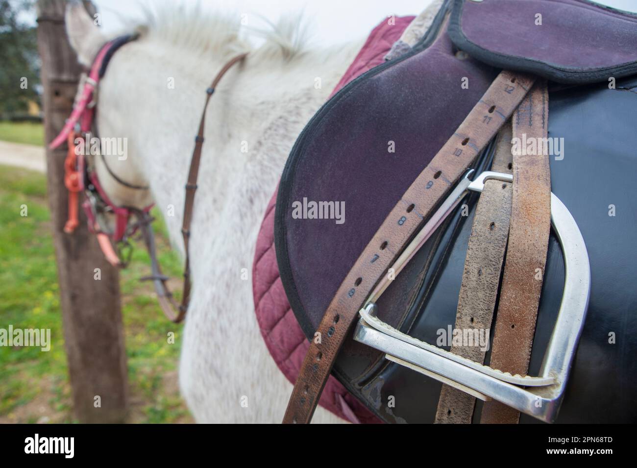 Pferd mit Sattel auf. Bügel und Gurte in Nahaufnahme Stockfoto