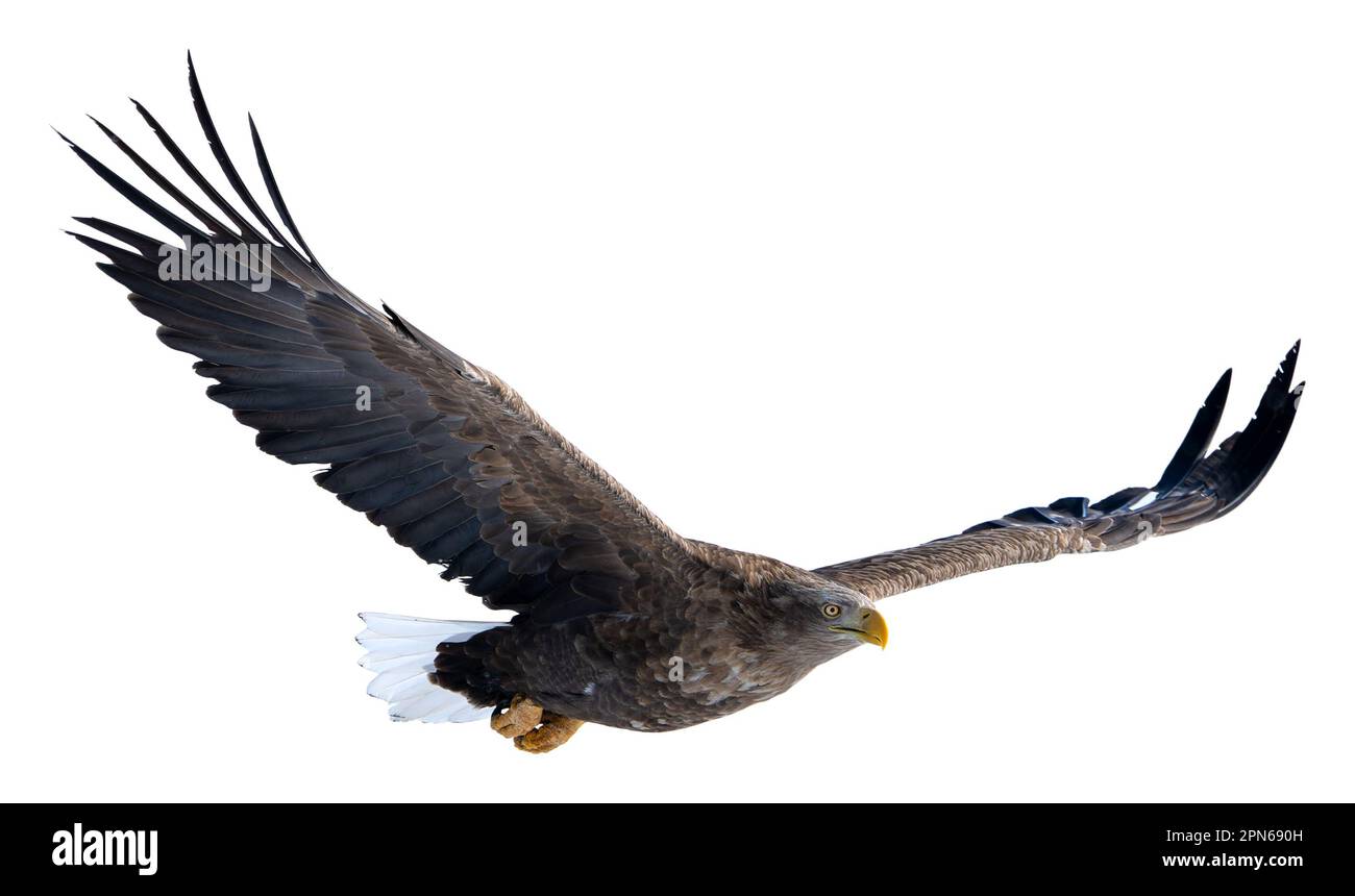 Ein Weißwedeladler erhebt seine Flügel und steigt hoch in den Himmel. Fotos isolierter Vögel in Hokkaido, Japan Stockfoto