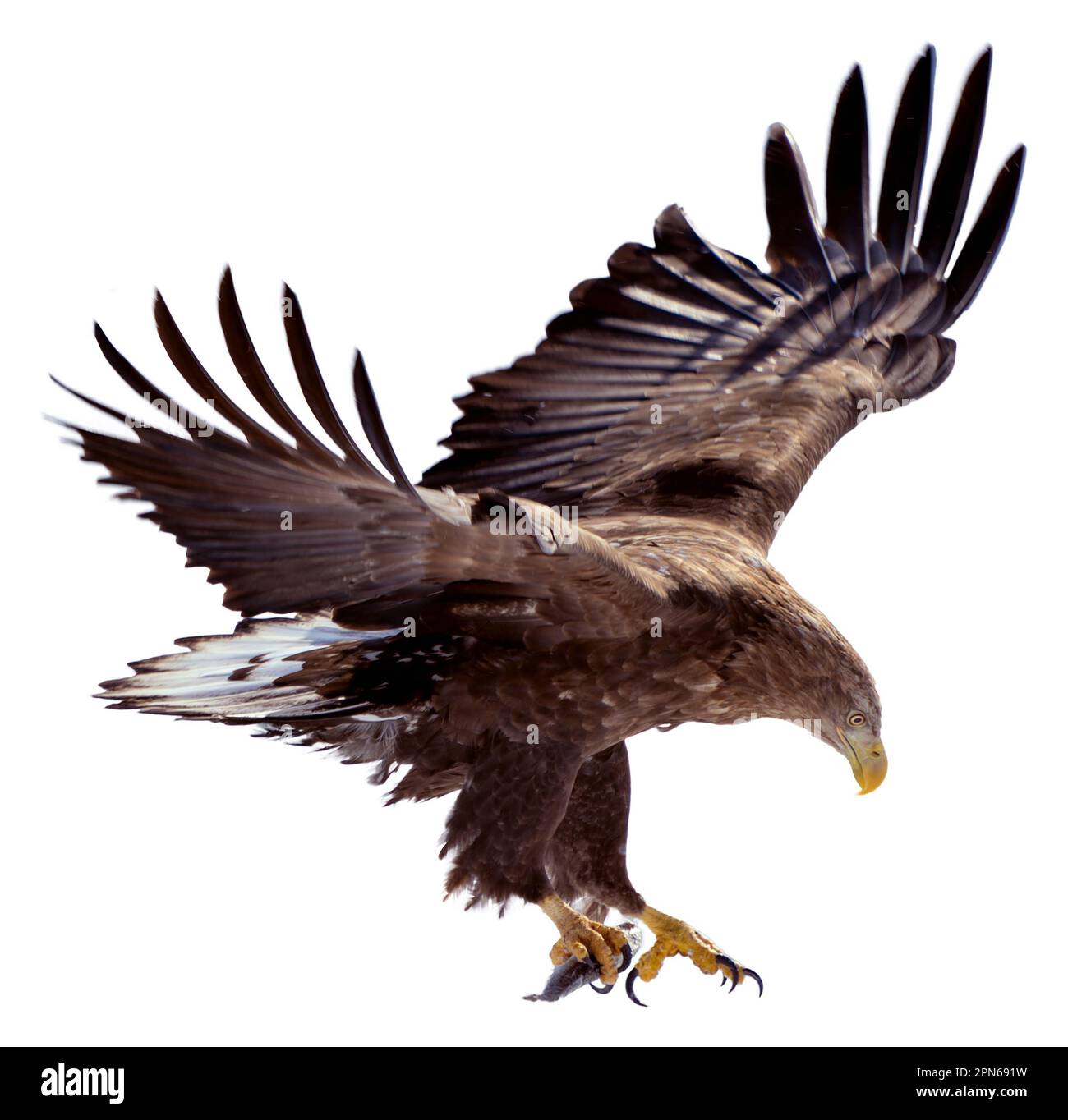 Ein Weißwedeladler landet gleich auf dem Schnee. Er hält einen Fisch in seinen Krallen. Fotos isolierter Vögel in Hokkaido, Japan Stockfoto