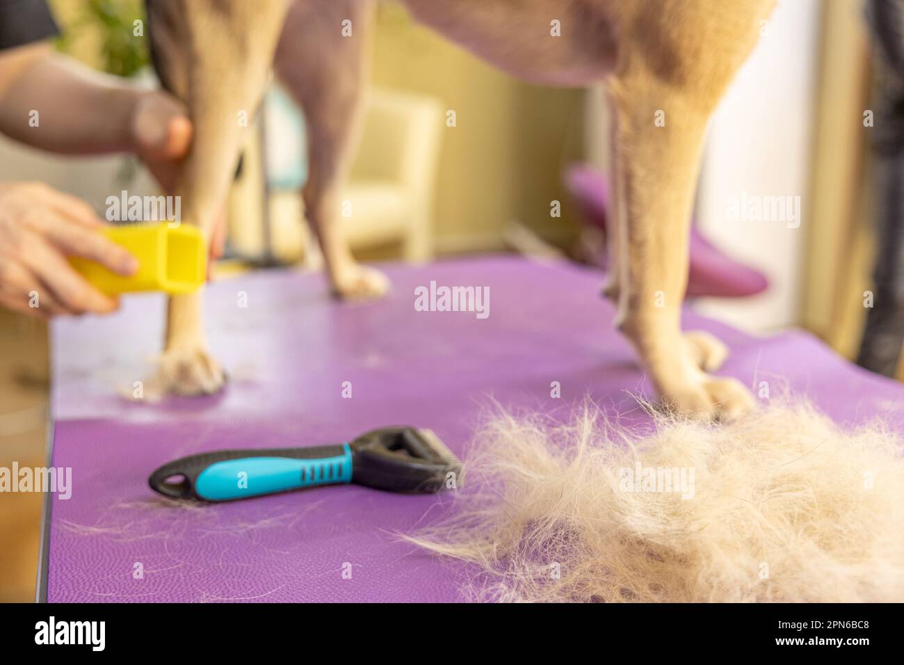 Kamm zum Kämmen von Wolle von Tieren. Ein Haufen Hundefelle. Tierpflege und -Pflege Stockfoto