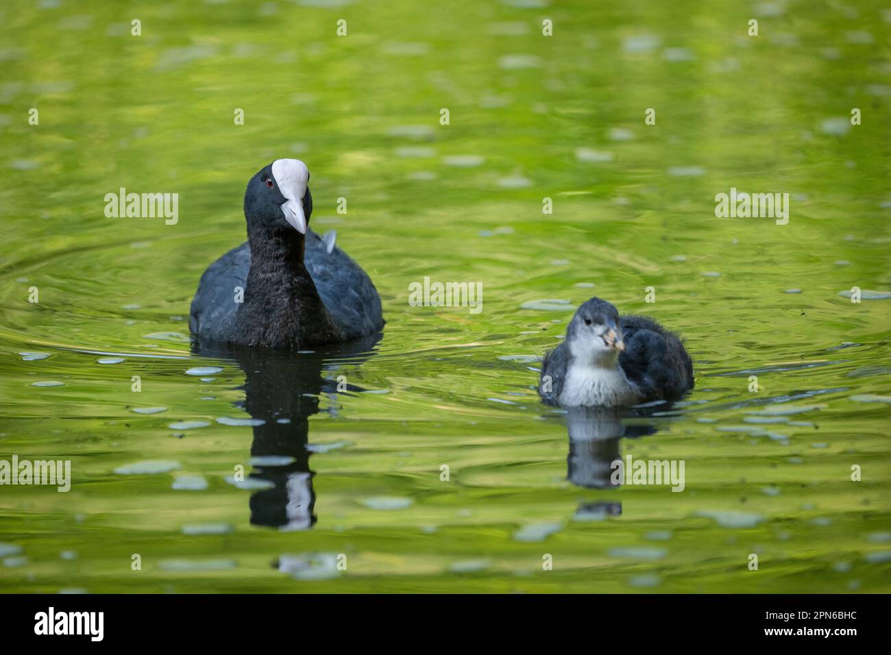 Eurasische Muschi (Fulica atra) mit Küken, die im See schwimmen. Stockfoto