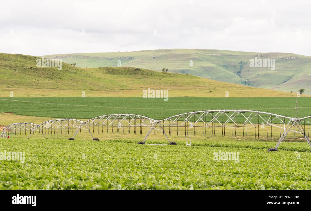 Landwirtschaftliche Landschaft eines landwirtschaftlichen Betriebs in Kwazulu Natal, Südafrika, mit Kulturen mit Kreisbewässerung oder Bewässerungssystem Konzept Landwirtschaft Stockfoto