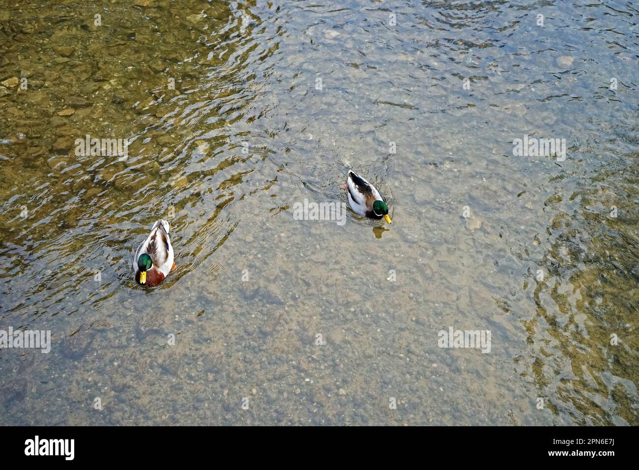 Anatidae-Ente (Wilde Stockente) im natürlichen, kristallklaren Flusspark Stockfoto