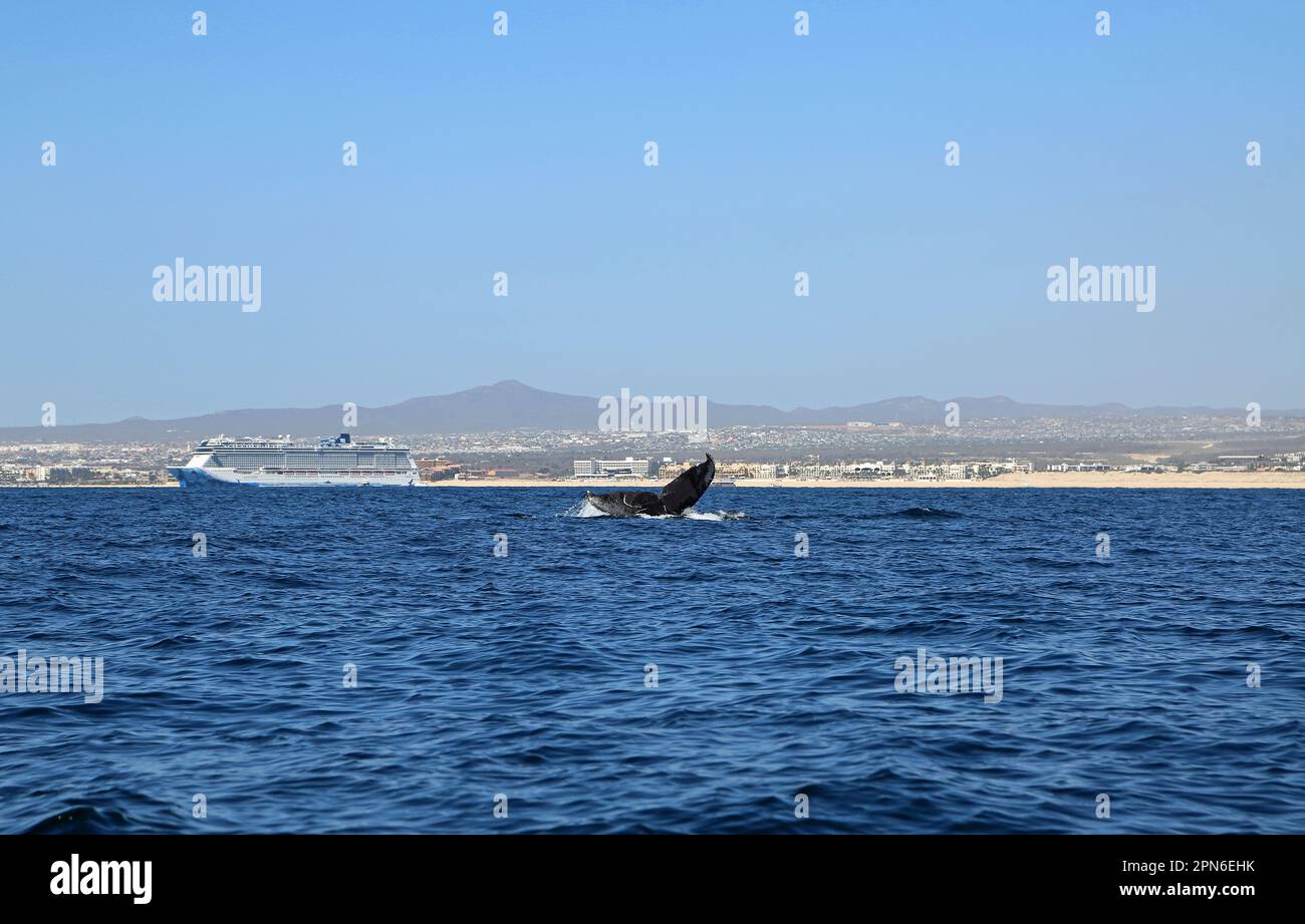 Das Schiff und Whale's tail - Mexiko Stockfoto