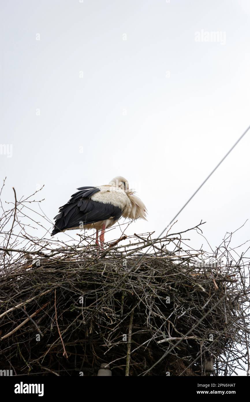 Ein schwarzer und weißer Storch steht auf dem Nest, das auf Stromleitungen gebaut wurde Stockfoto