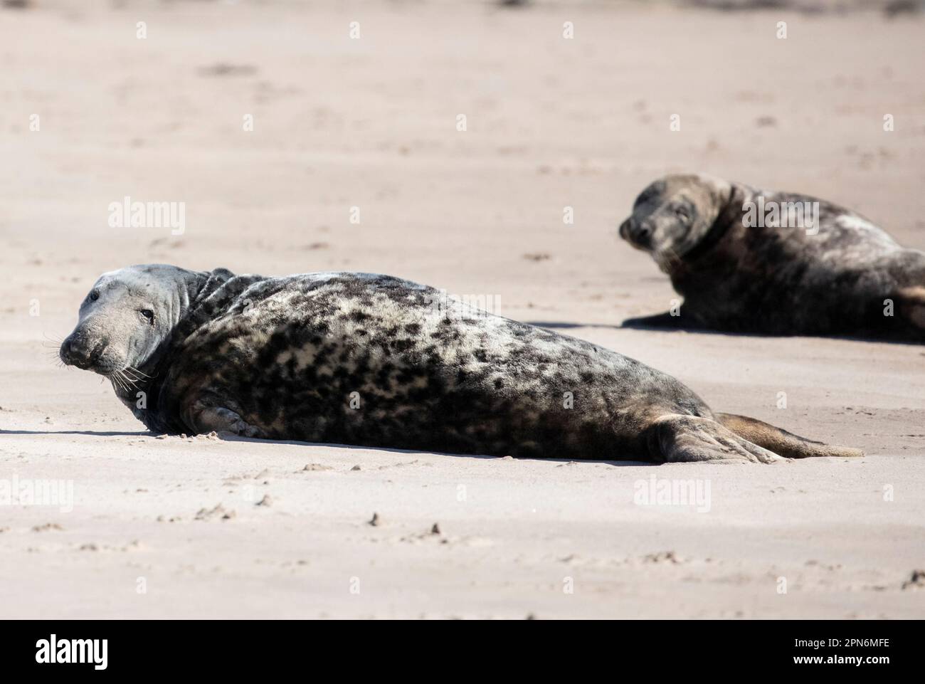 Grey Seal entspannt sich auf Ross Sands in Northumberland Stockfoto