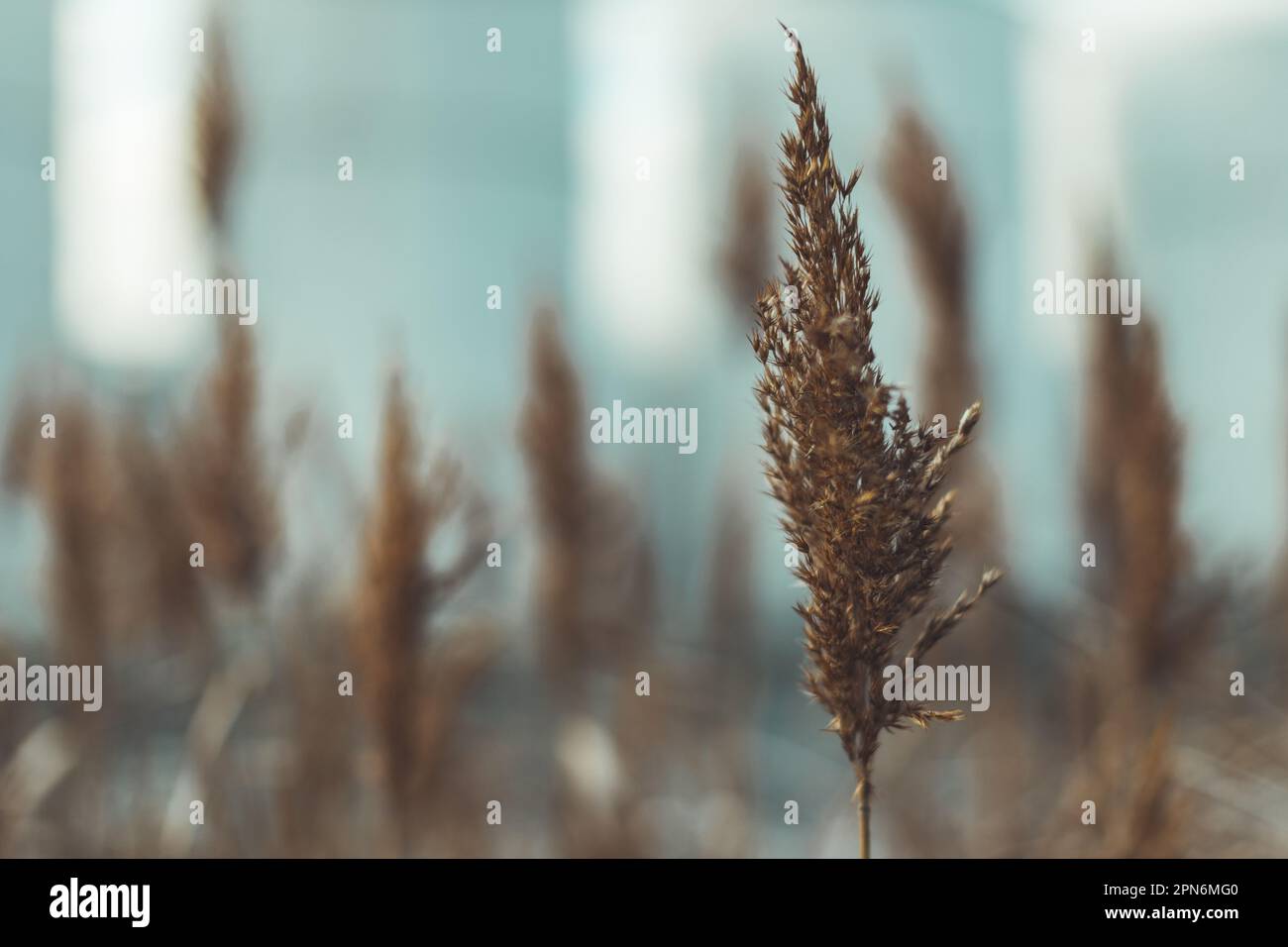 Schilf am Wasser mit Industriegebäuden im Hintergrund, Kontrast von Natur und städtischer Umwelt Stockfoto