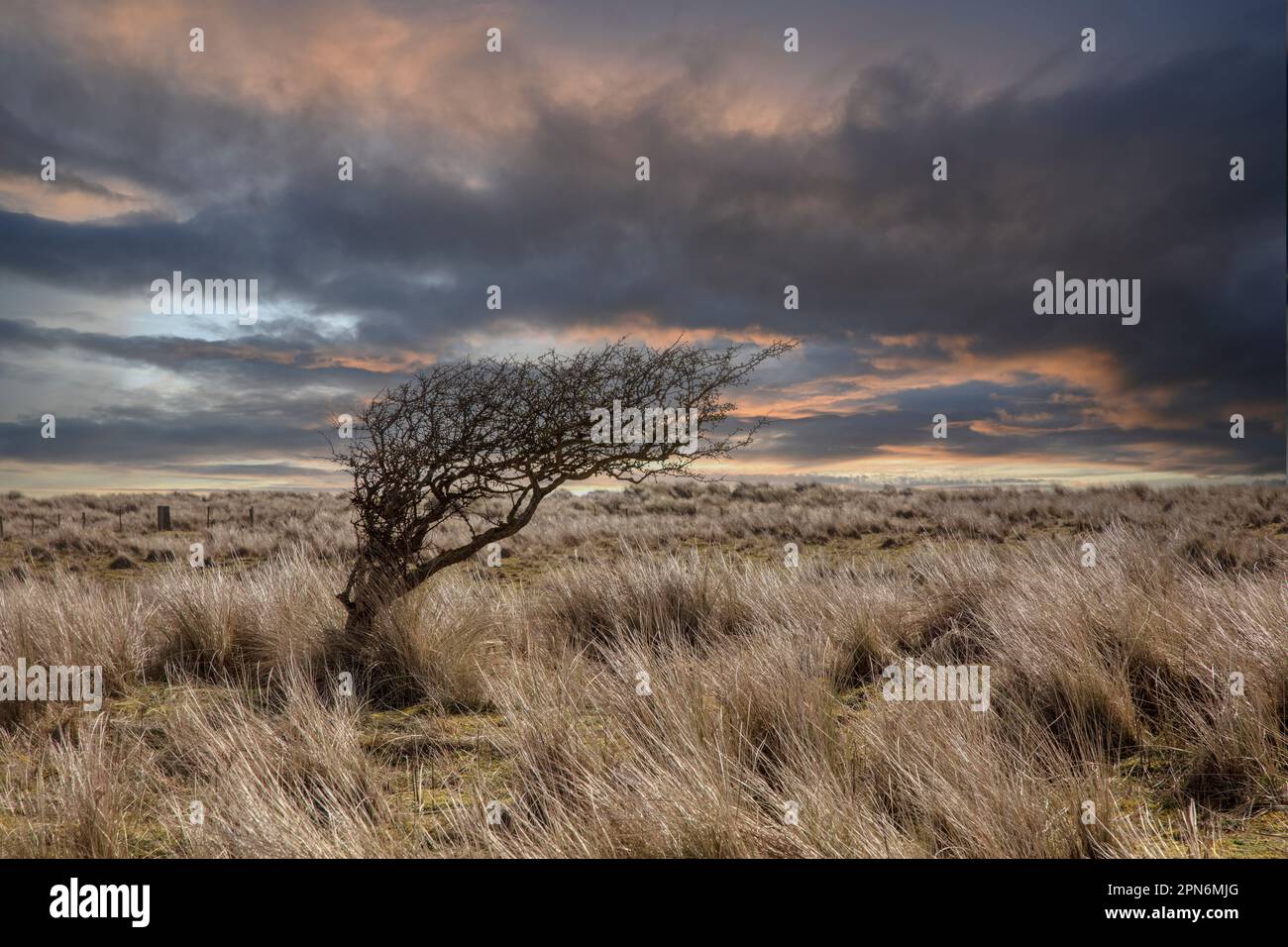 Der Wind hat den Baum an der Northumberland Coast gekehrt Stockfoto