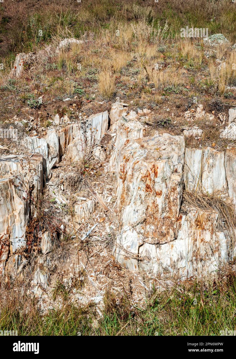 Florissant Fossil Beds National Monument in Colorado Stockfoto