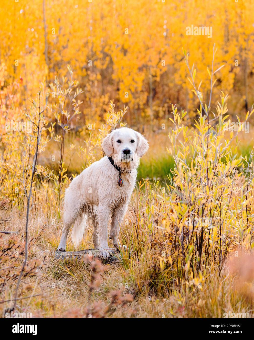 English Cream Golden Retriever Wanderung in Colorado Aspen Trees Stockfoto