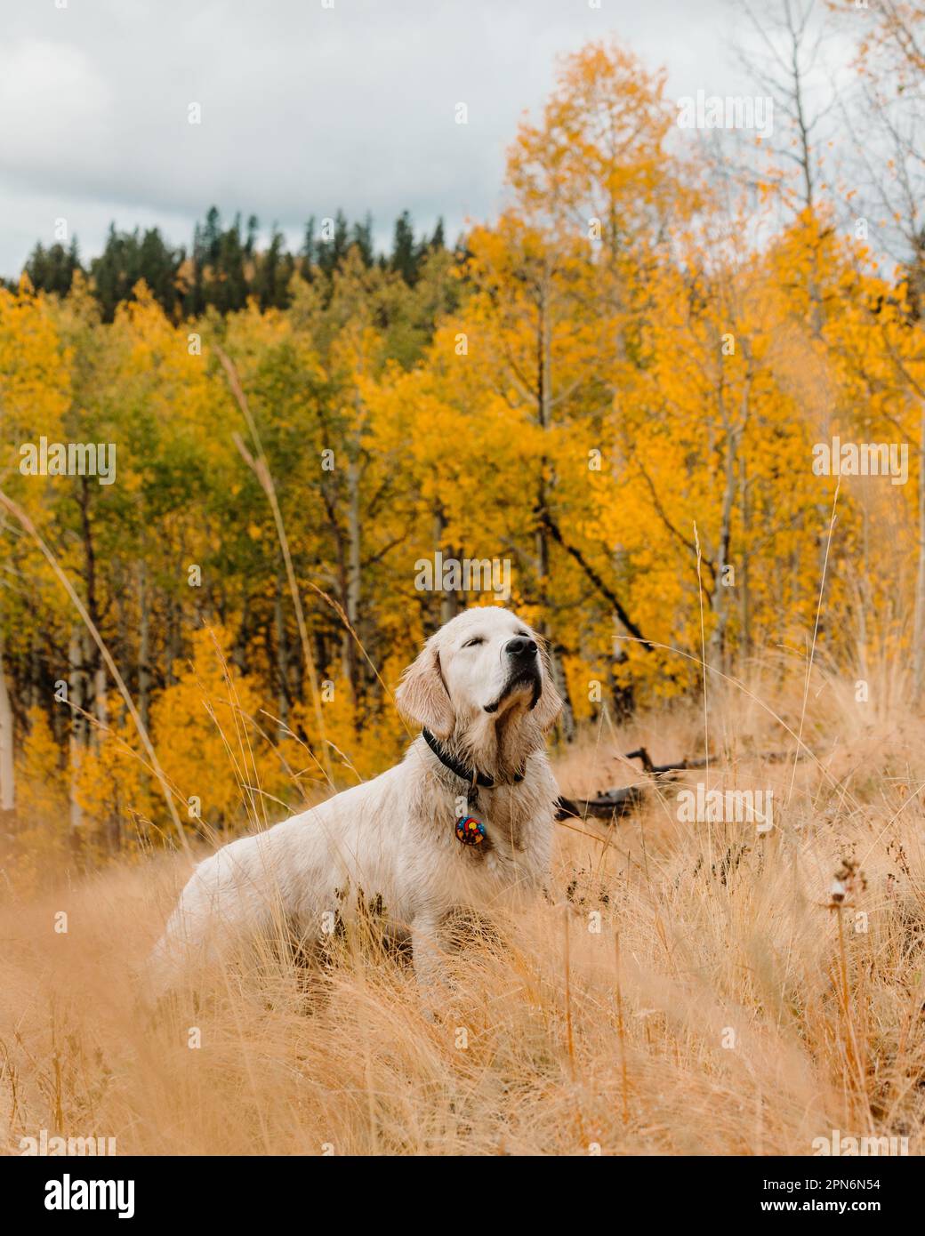 Junger englischer Cream Golden Retriever Dog in Colorado Fall Aspen Trees Stockfoto