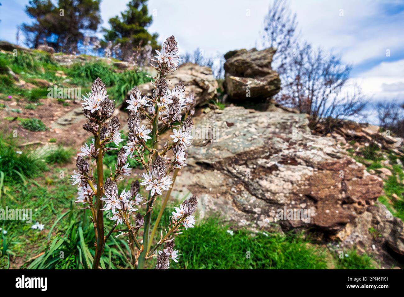 Weiße Blumen wachsen auf den grasbewachsenen Feldern vor den rauen Felsen auf dem Mount Penteli in Griechenland. Stockfoto