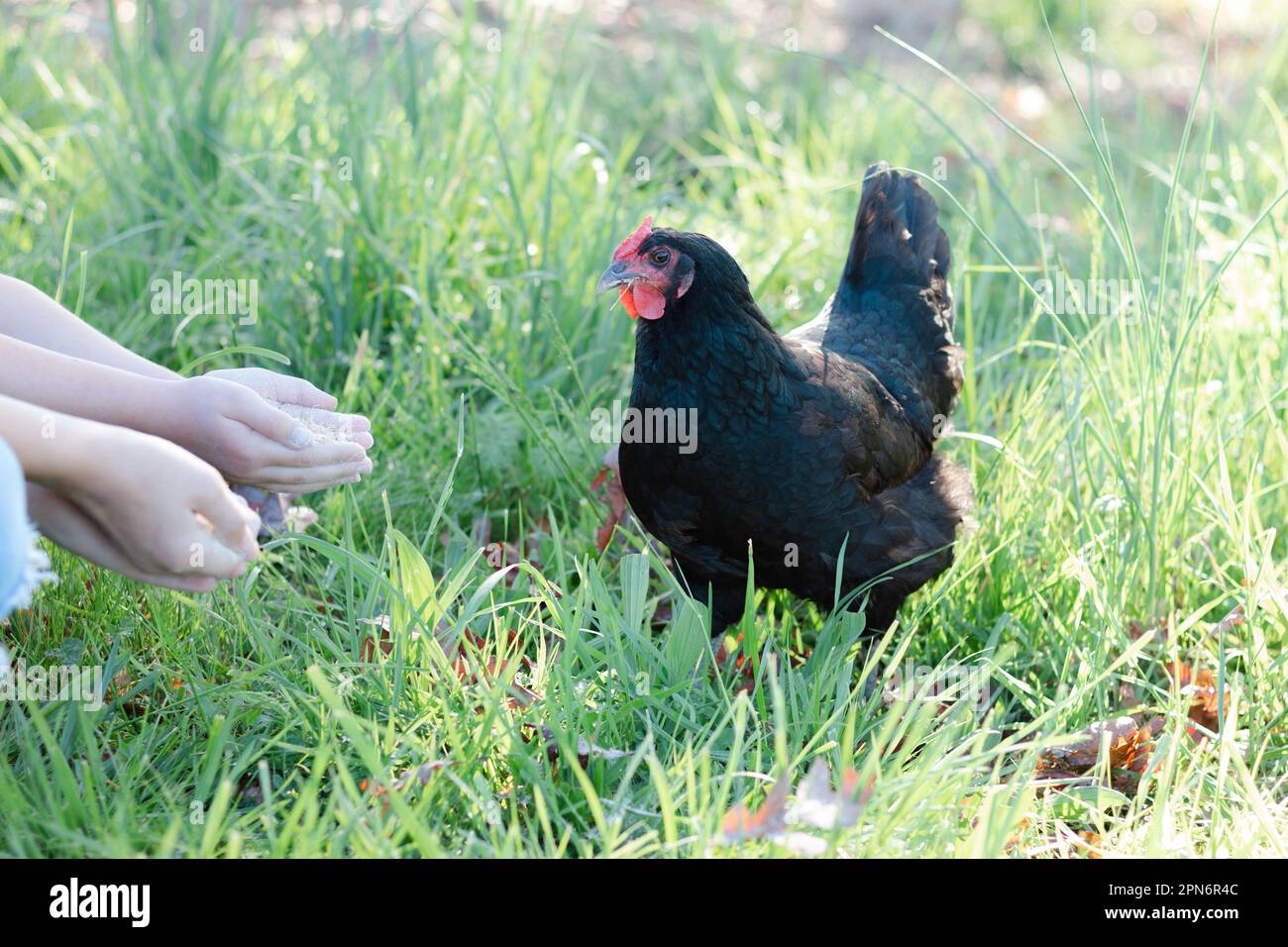 Schwarzes Freilandhuhn, das aus den Händen von Kindern gefüttert wird Stockfoto