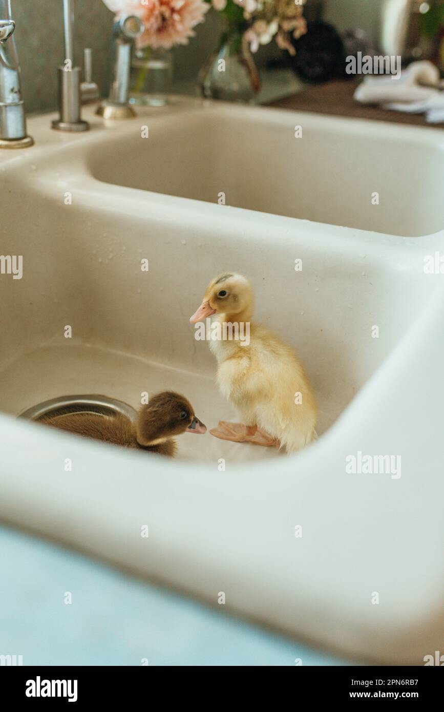 Entenküken baden in der Spüle Stockfoto