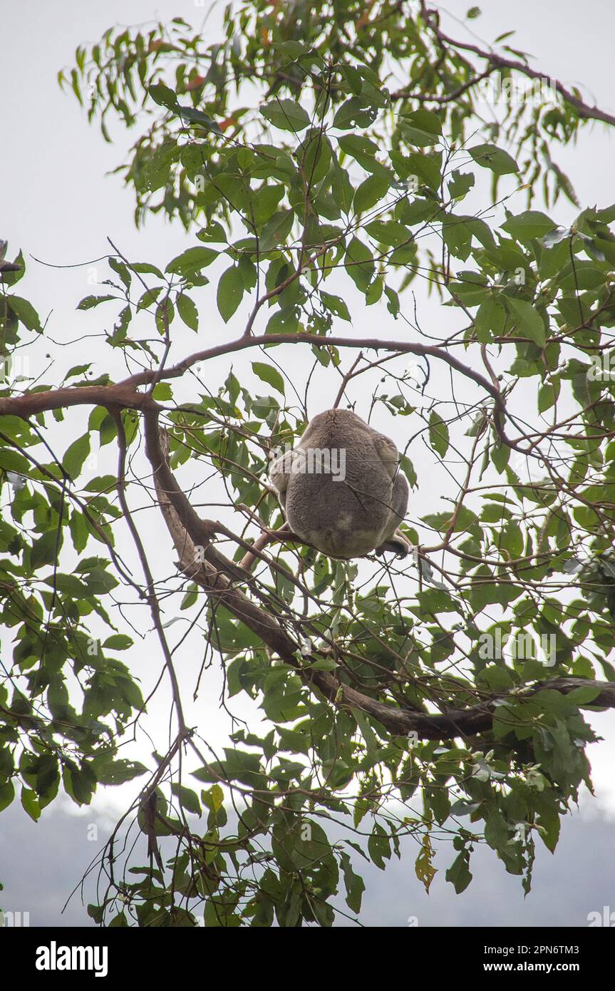 Wilder Koala (Phascolarctos cinereus), der sich extrem hoch oben in einem Gummibaum über dem subtropischen Tieflandregenwald, Tamborine Mountain, Qld, Australien ruht. Stockfoto