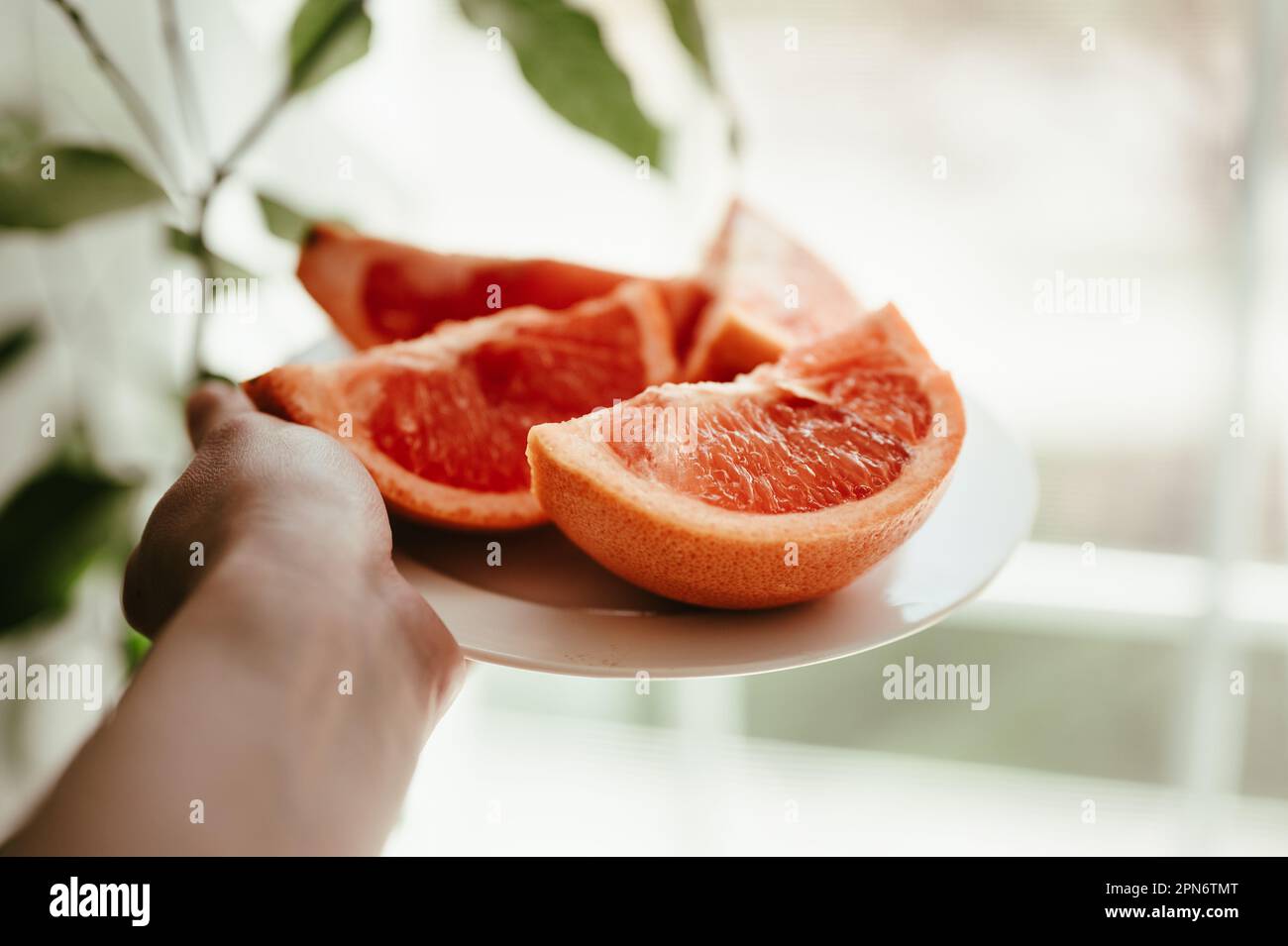 Die Hand einer Person, die eine weiße Platte mit roten, gesunden Grapefruitscheiben hält Stockfoto