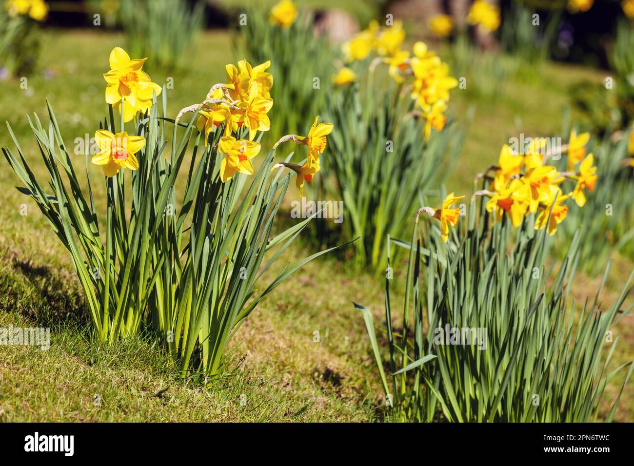 Narzissen wachsen im Gras Stockfoto