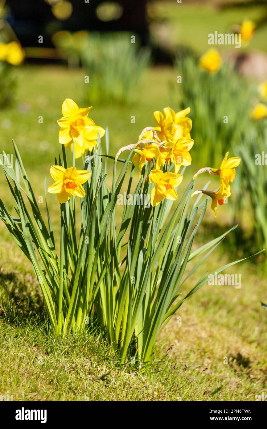 Narzissen wachsen im Gras Stockfoto