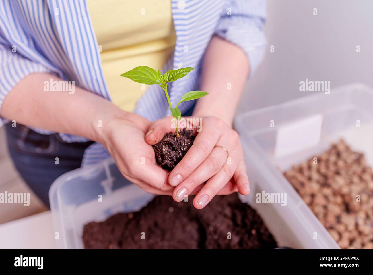 Mädchen verpflanzen Pflanzen zu Hause Stockfoto