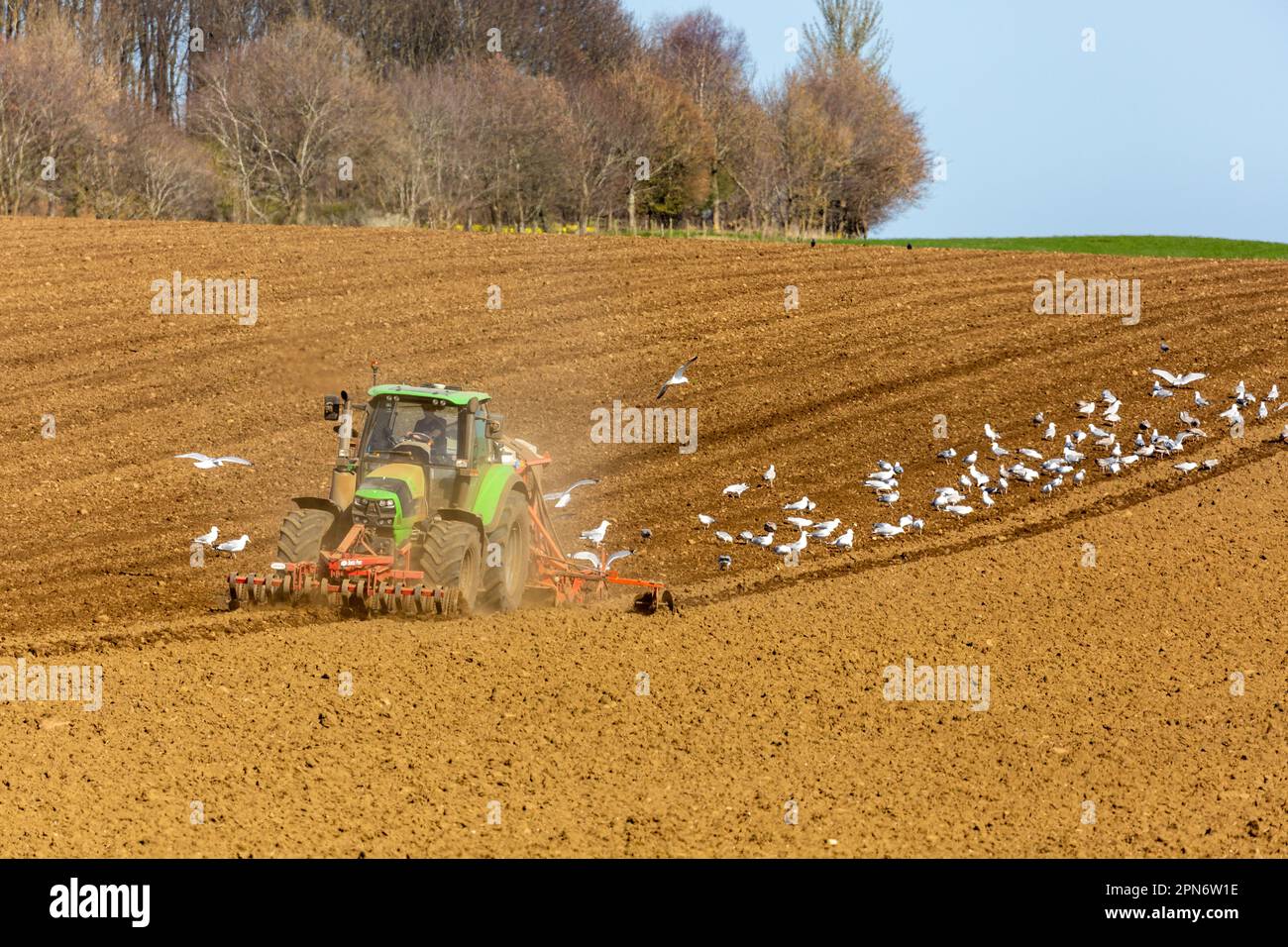 Ein Traktor, der ein Feld in Fife mit vielen Möwen pflügt und die leichten Pflügen nutzt. Stockfoto