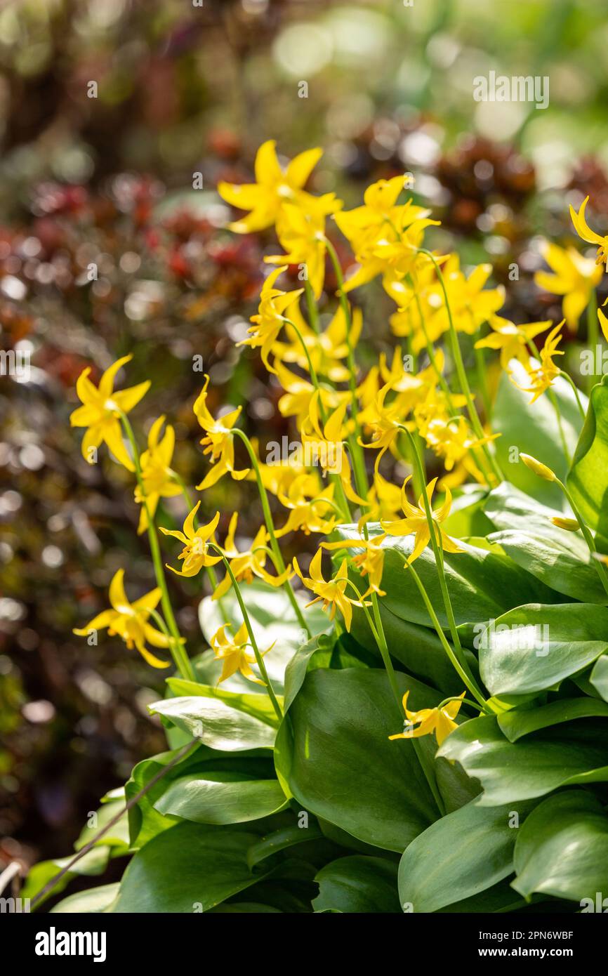 Erythronium Pagoda, Hundezahnviolett der Lilienfamilie, Fife, Schottland. Stockfoto