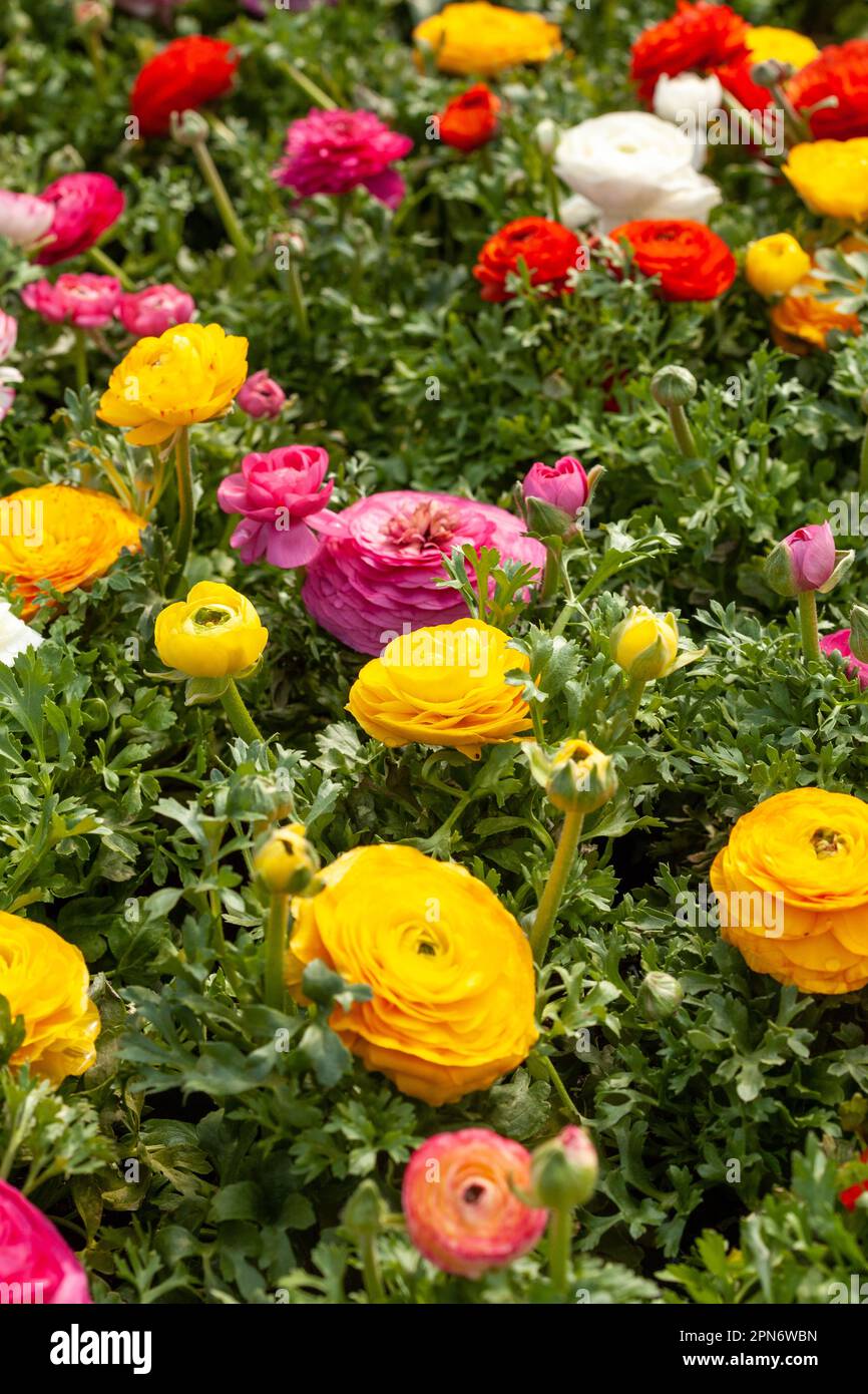 Gemischte Ranunculus-Blumen blühen im April Stockfoto