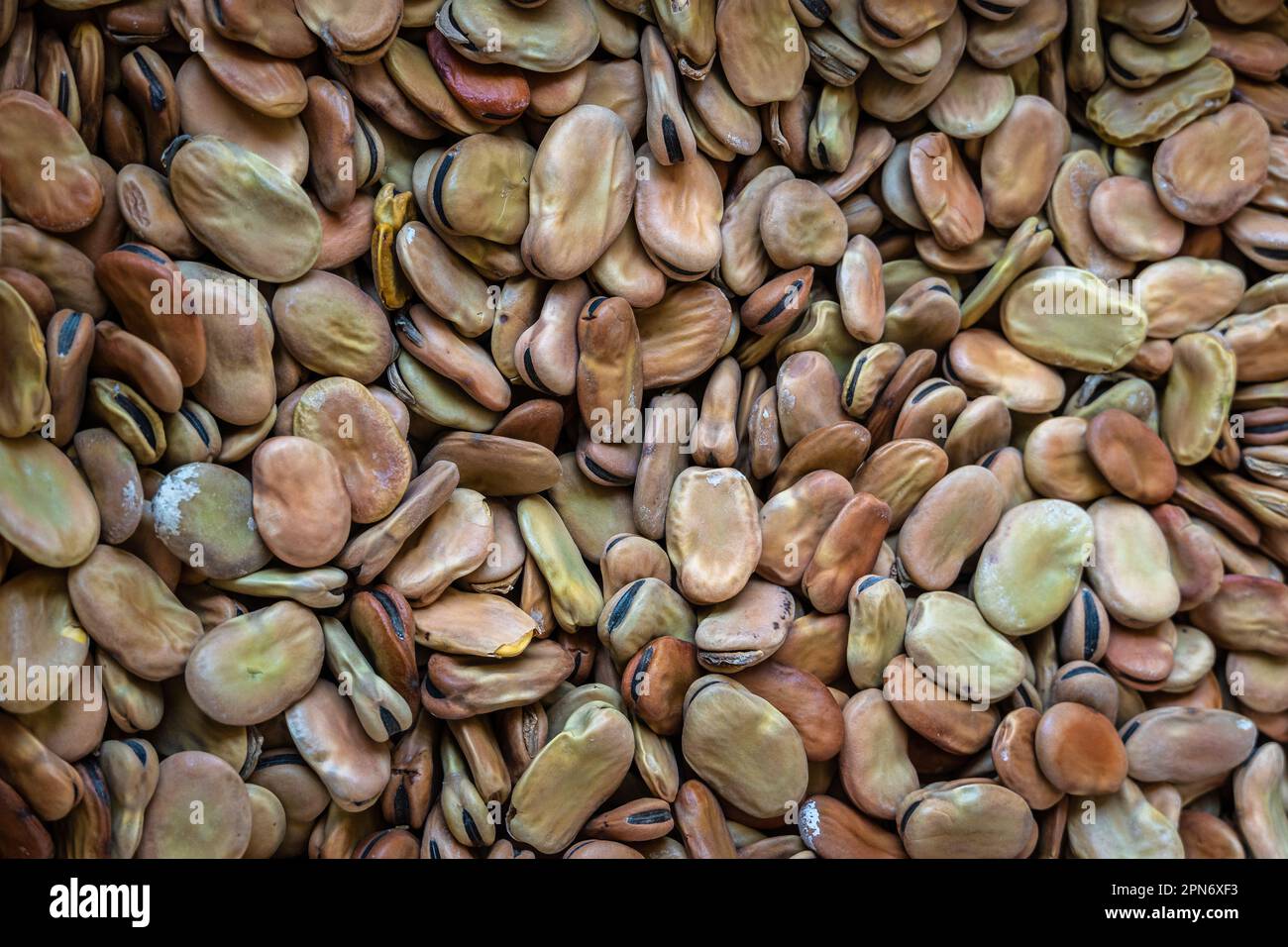 Getrocknete dicke Bohnen, Vicia faba, auf dem Markt. Die Dicke Bohne ist eine Pflanze der Familie der Leguminosae. Abruzzen, Italien, Europa Stockfoto