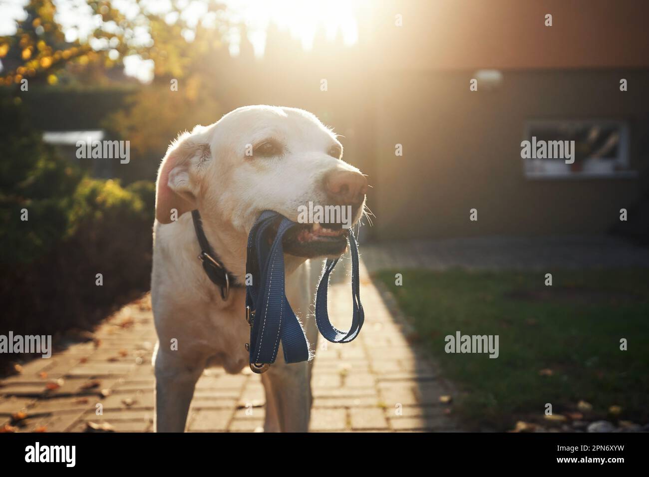 Süßer Hund, der im Morgenlicht auf einen Spaziergang wartet. Der alte labrador Retriever hält die Leine im Mund auf dem Bürgersteig vor dem Haus. Stockfoto