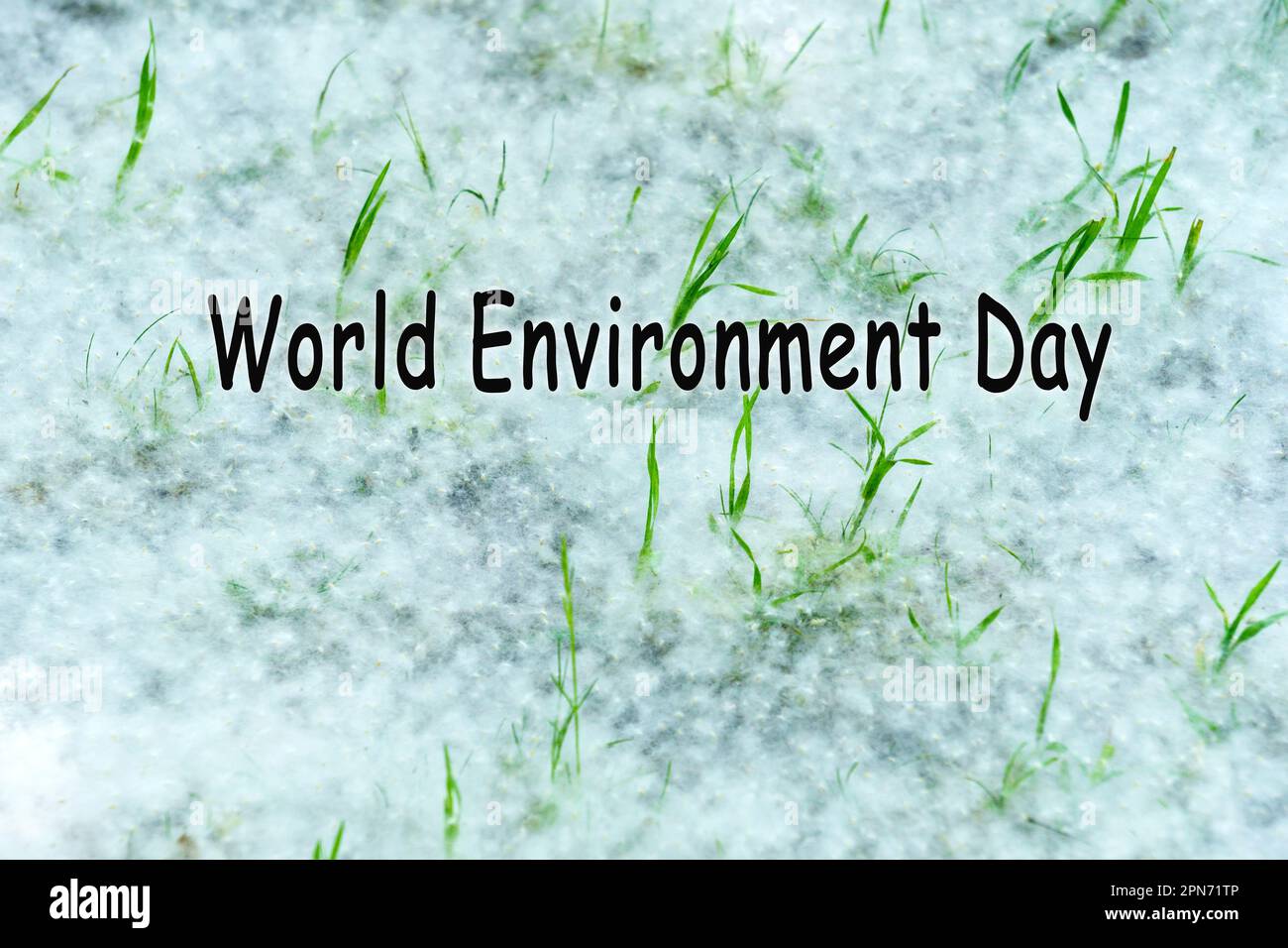 Weltumwelttag. Pappelflöte auf dem Gras, der Beginn der Allergiesaison. Hintergrund, selektiver Fokus Stockfoto