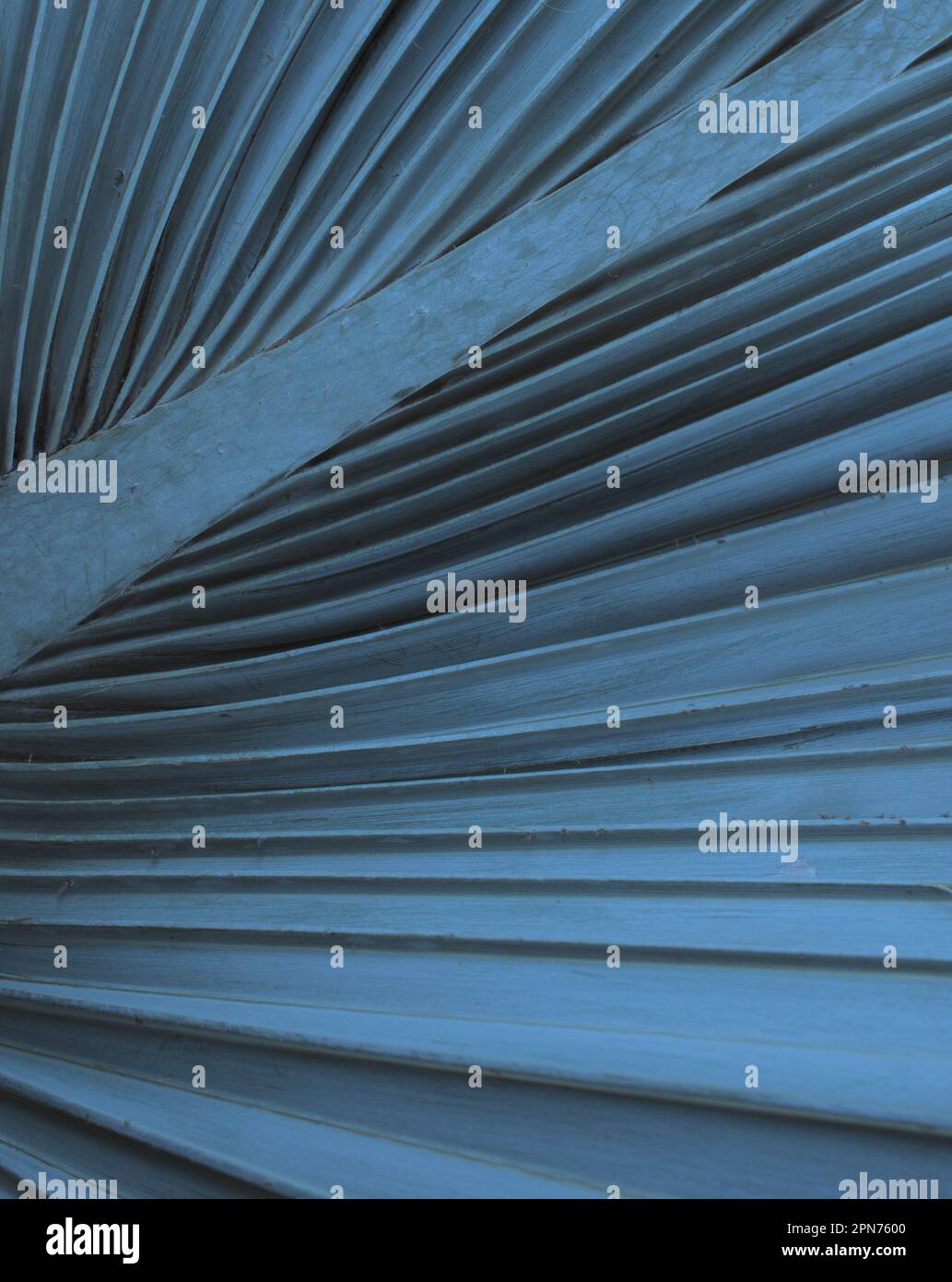 Natürliche Fächerpalme hinterlässt Muster mit gedämpfter blauer Schattierung abstrakter Texturhintergrund. Stockfoto