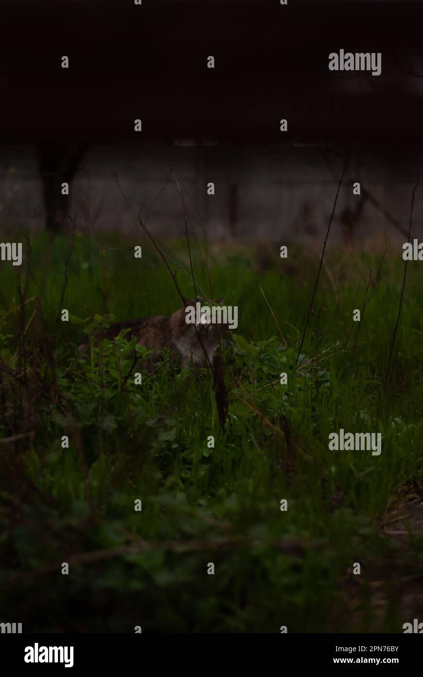 Blick auf die Katze im Gras im Garten Stockfoto