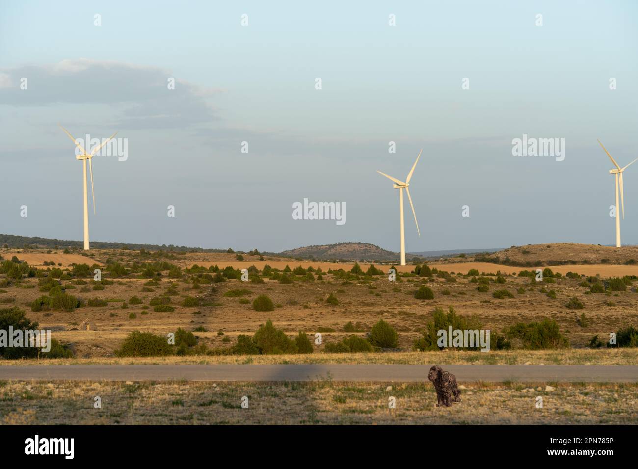 Windturbinen aus erneuerbaren Energiequellen – Stromerzeugung und Cocker Stockfoto