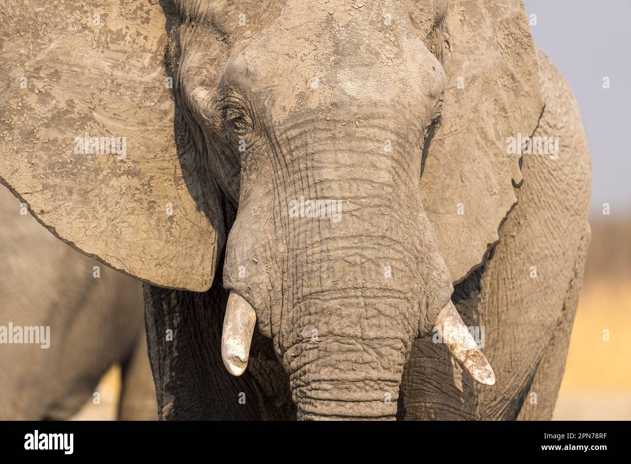 Nahaufnahme des Gesichts eines Elefanten, der mit erhobenem Rüssel geradeaus blickt Stockfoto