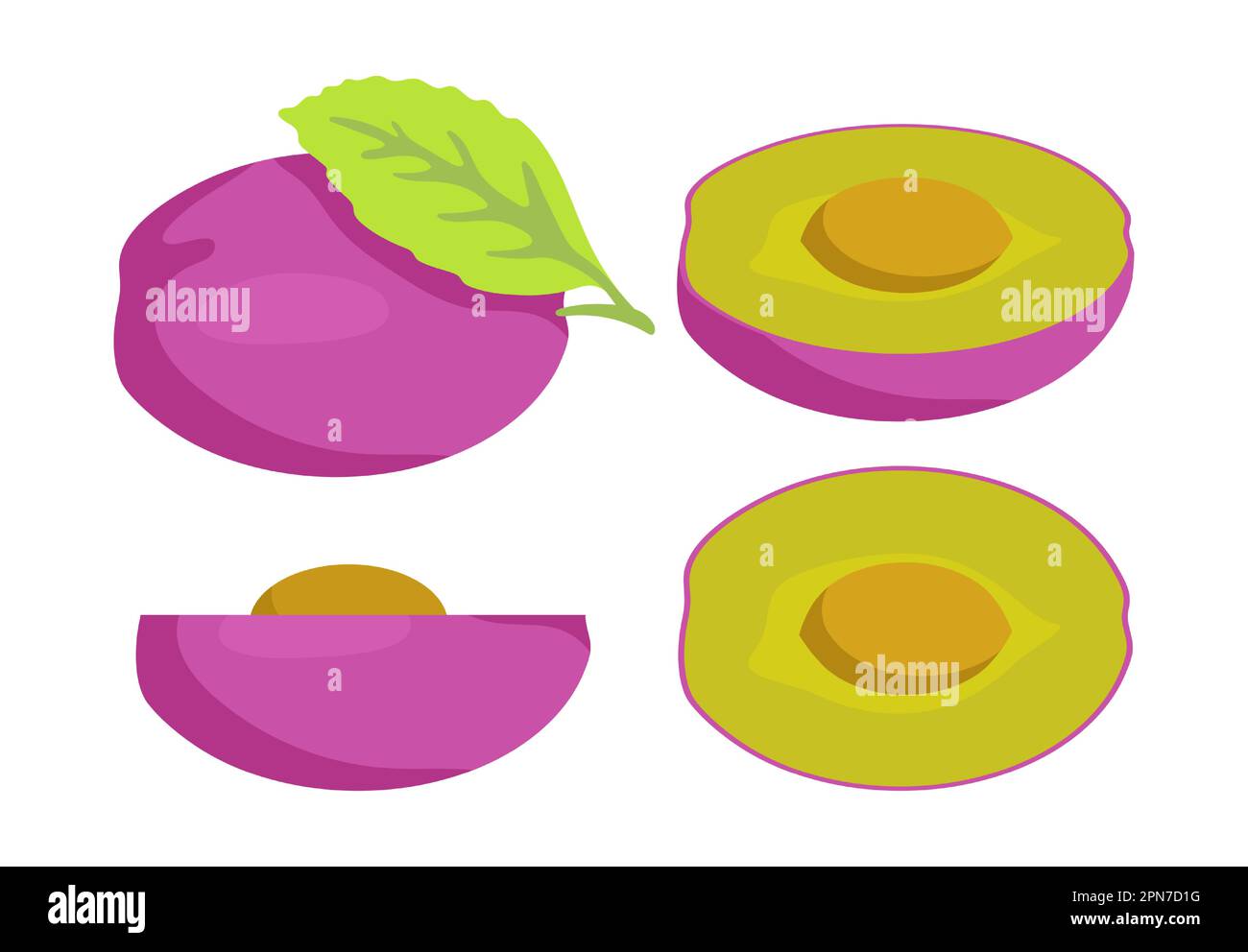 Die Hälfte der Pflaumen aus verschiedenen Winkeln wird mit Vektorabbildungen dargestellt Stock Vektor