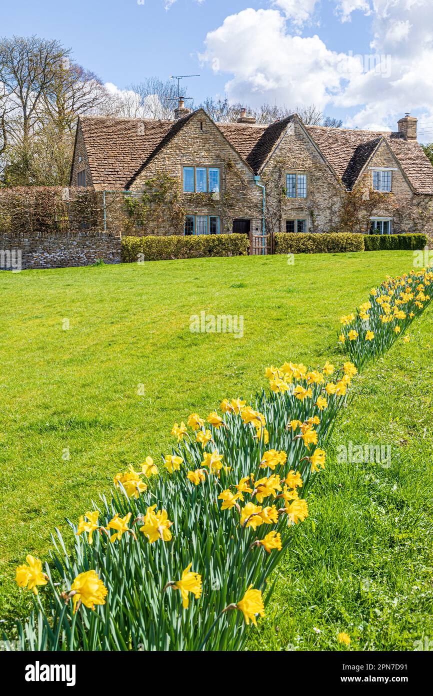 Narzissen im Frühling auf dem Grün im Dorf Cotswold in Sapperton, Gloucestershire, England, Großbritannien Stockfoto