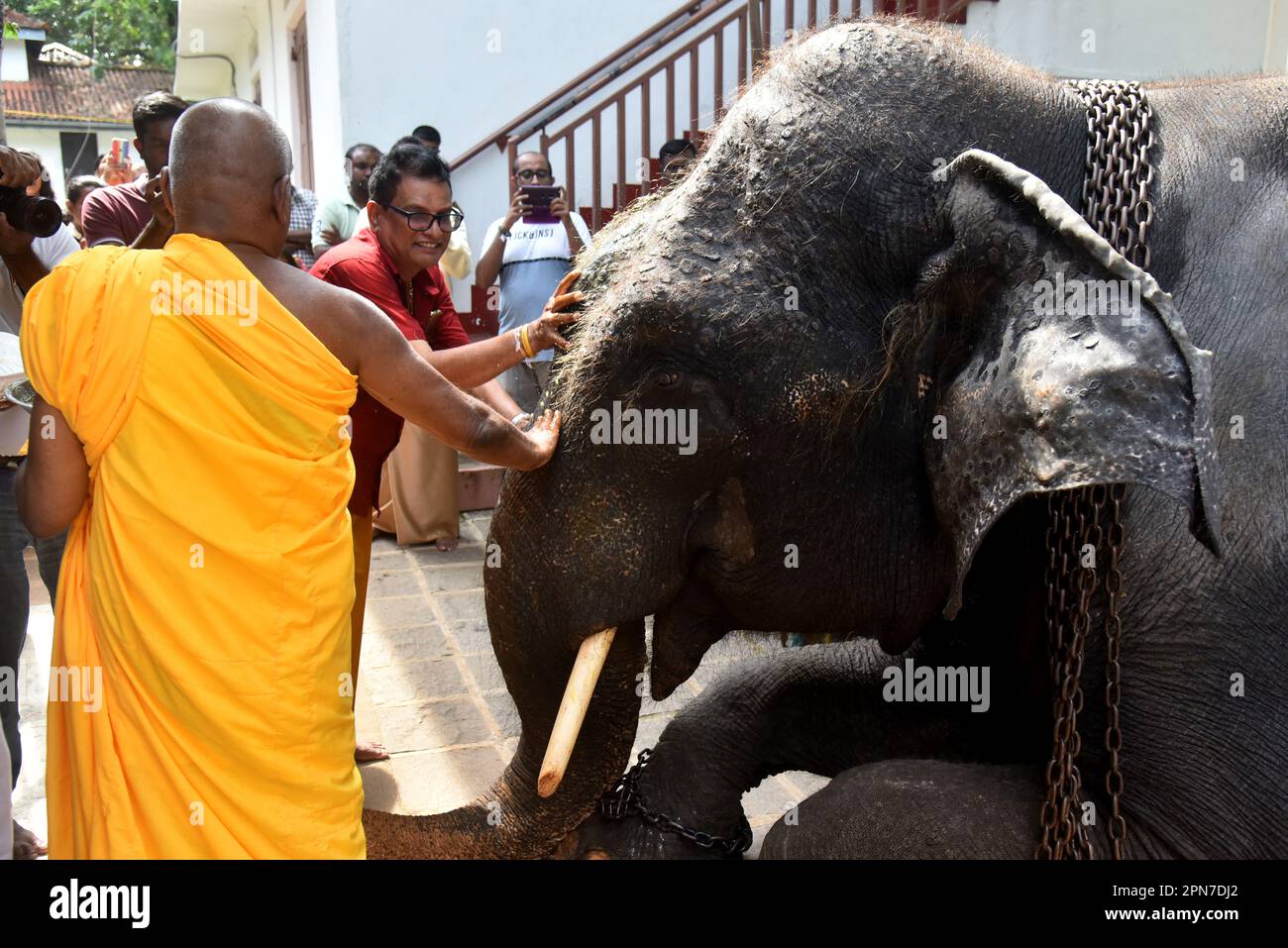 Colombo, Sri Lanka. 16. April 2023. Der amtierende Tempelchef Kotte Rajamahavihara salbt den Kopf des Elefanten des Kotte-Tempels während der Singhala- und Tamil-Neujahrsfeier im Kotte Rajamahavihara-Tempel in Colombo, Sri Lanka, am 16. April 2023. (Foto: Ruwan Walpola/Pacific Press/Sipa USA) Guthaben: SIPA USA/Alamy Live News Stockfoto