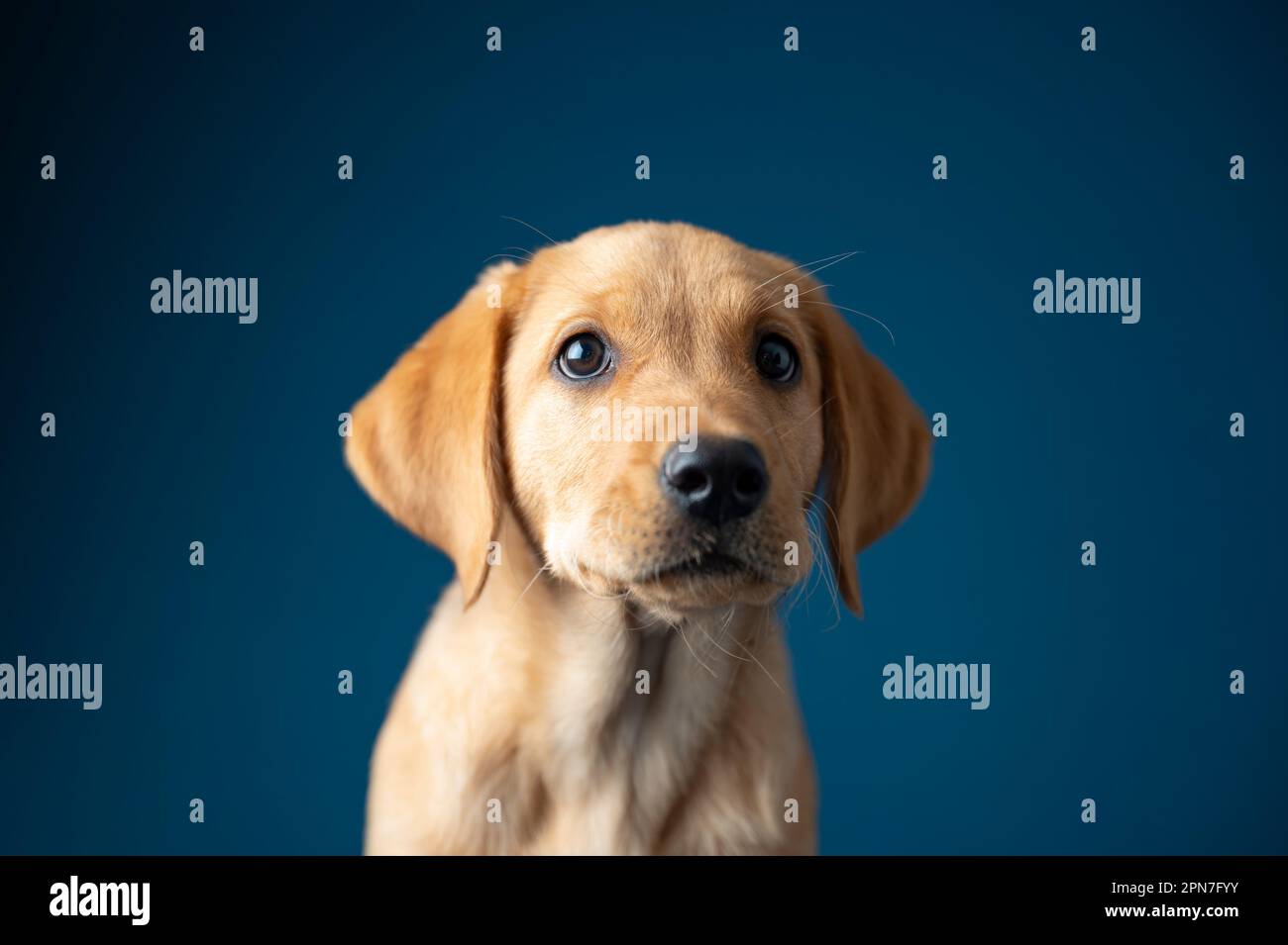Das Studio hat das Porträt eines bezaubernden, reinrassigen, goldenen labrador Retriever Welpen aufgenommen. Auf blauem Hintergrund. Stockfoto